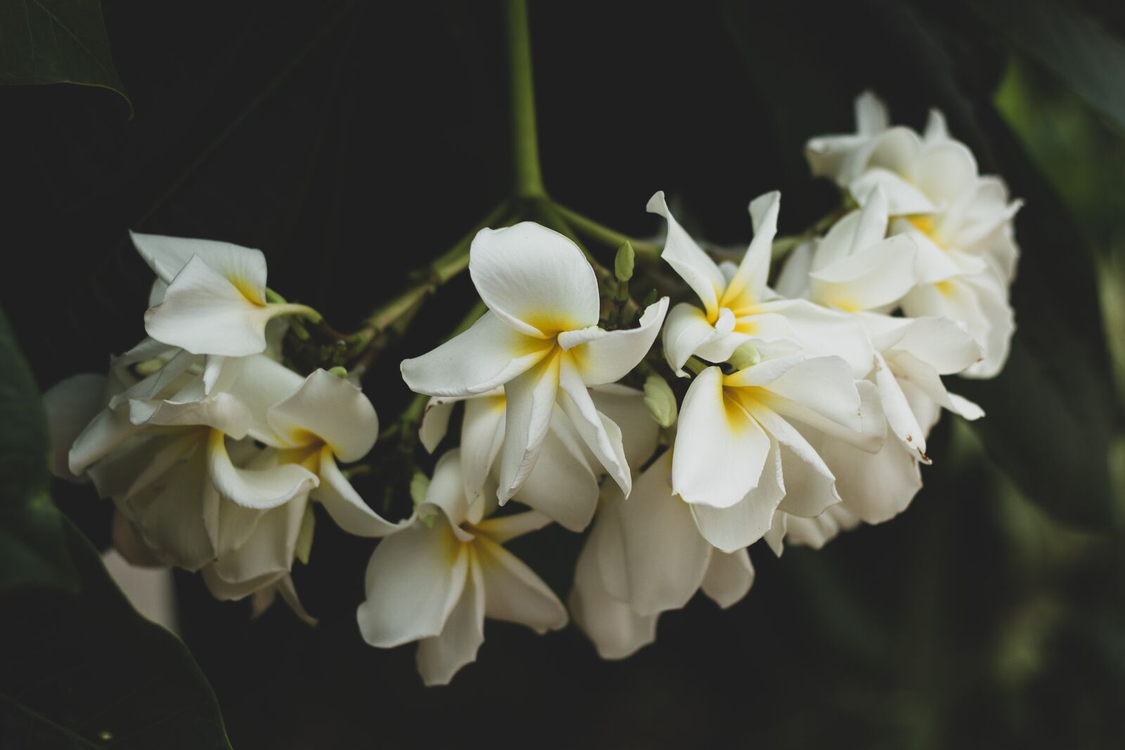 Canon EOS 700D (EOS Rebel T5i / EOS Kiss X7i) + Canon EF 50mm F1.8 STM sample photo. Plumeria, flower, flowers photography