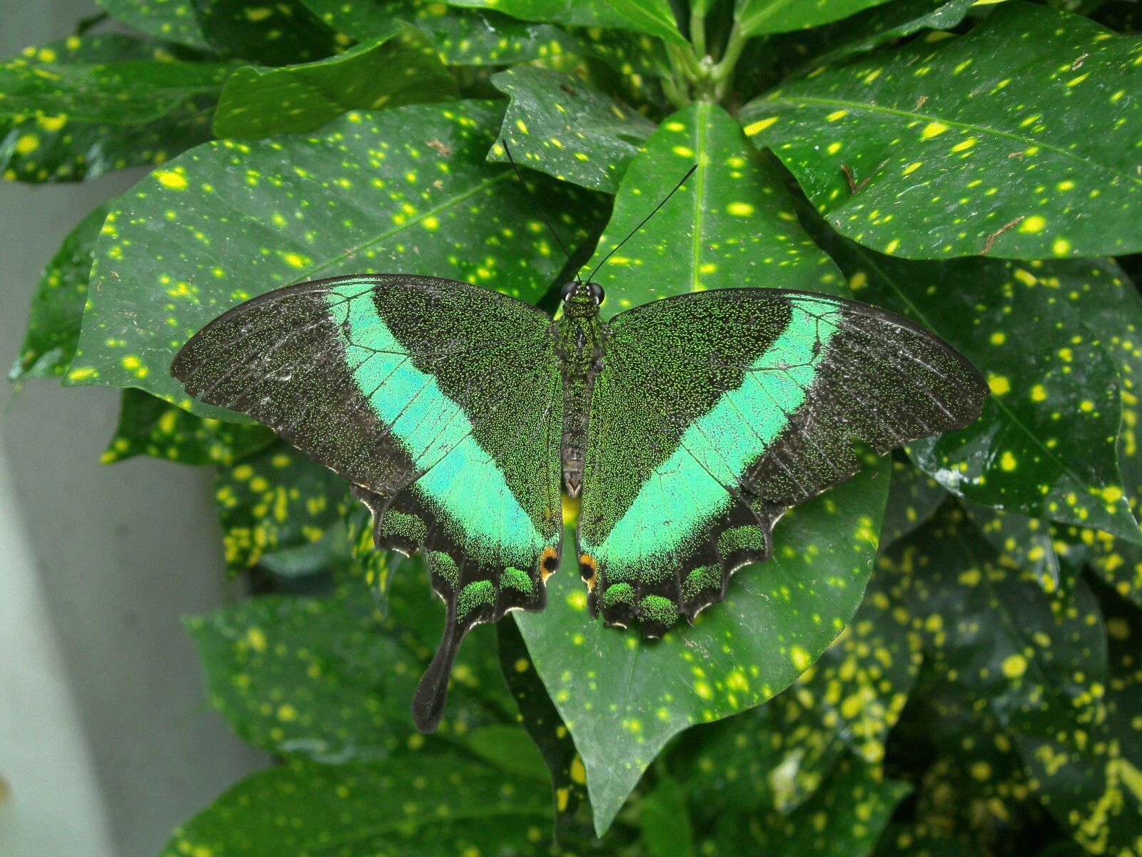 SeaLife                 DC1400 sample photo. Butterfly, green, nature photography