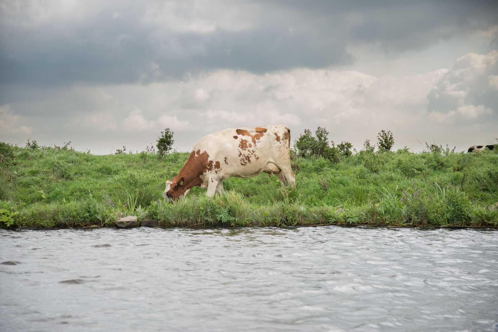 Nikon D600 sample photo. Cow, river, meadows photography