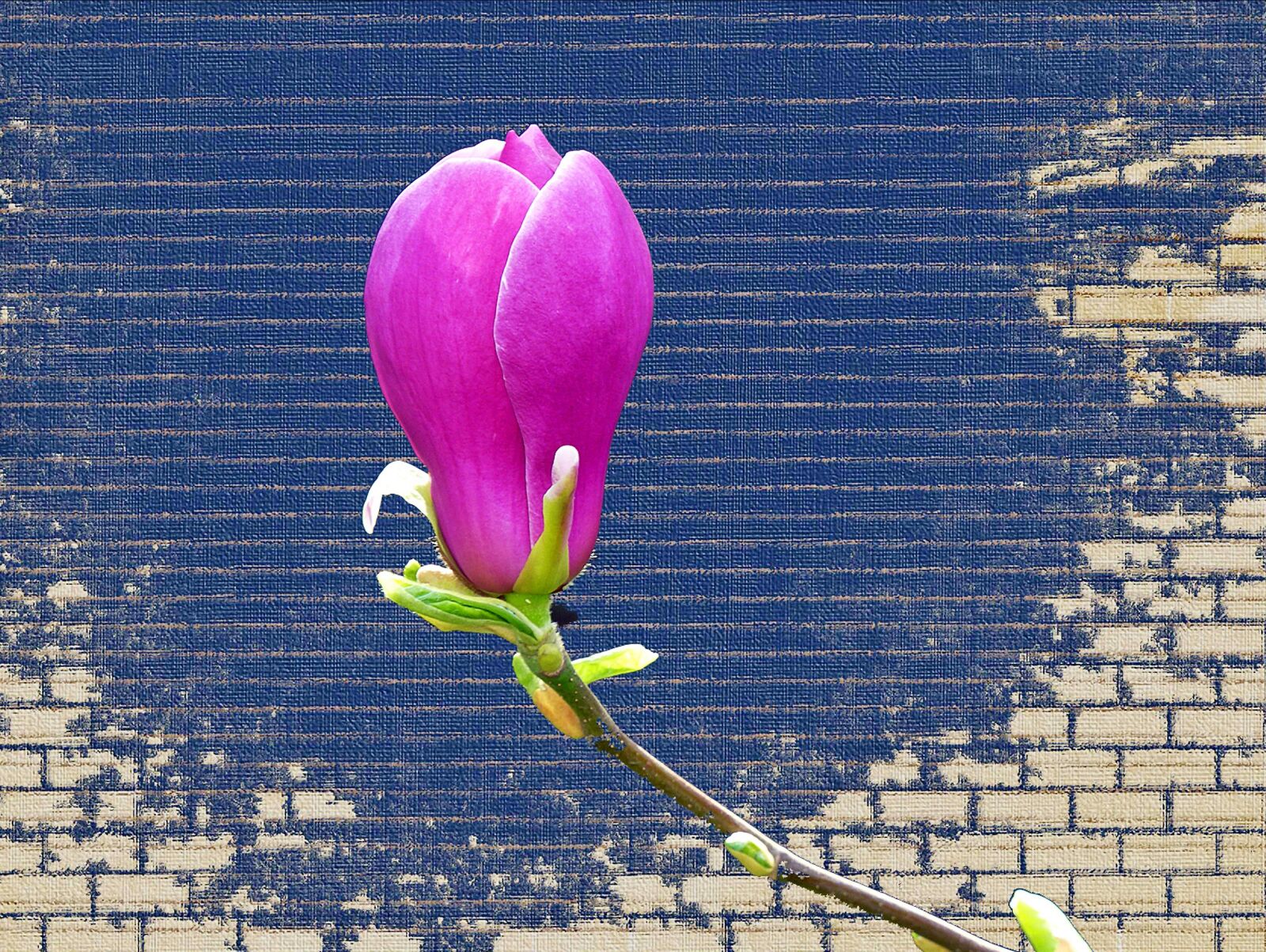 Leica V-LUX 1 sample photo. Flower, magnolia, nature photography