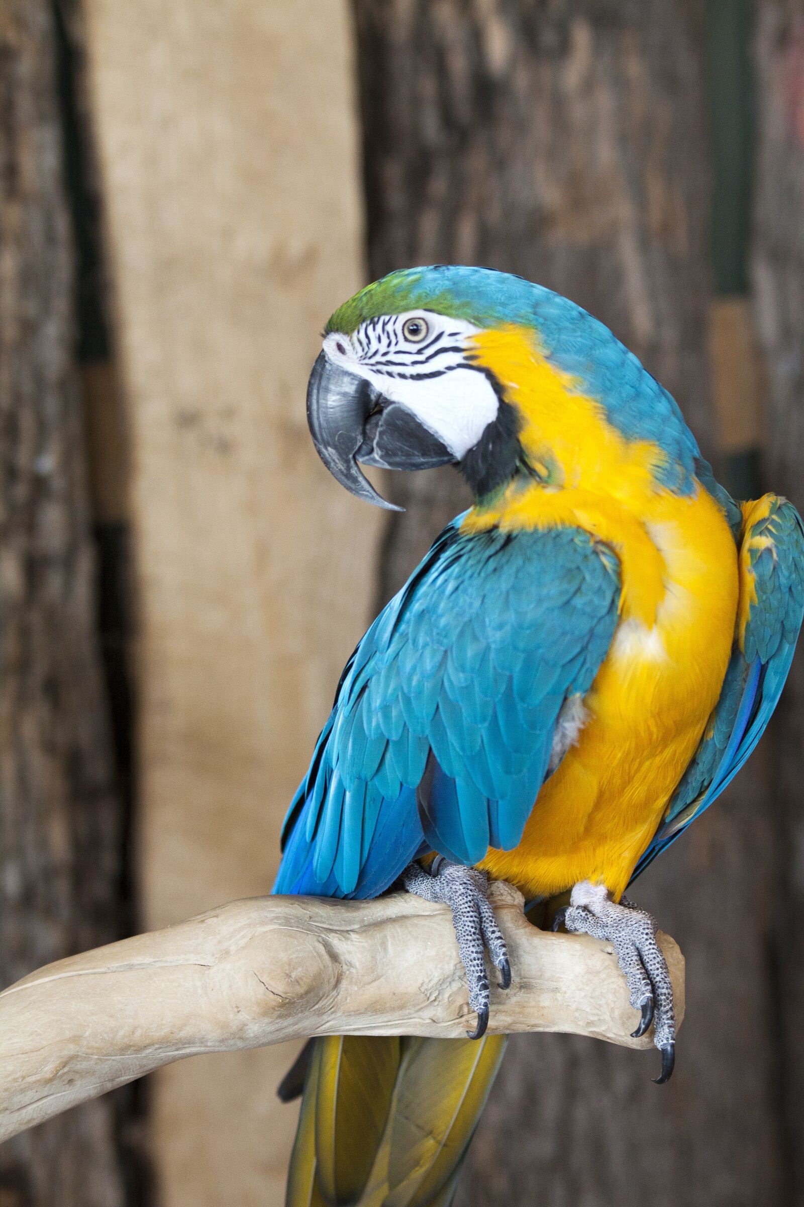 Canon EOS 50D sample photo. Parrot, bird, zoo photography