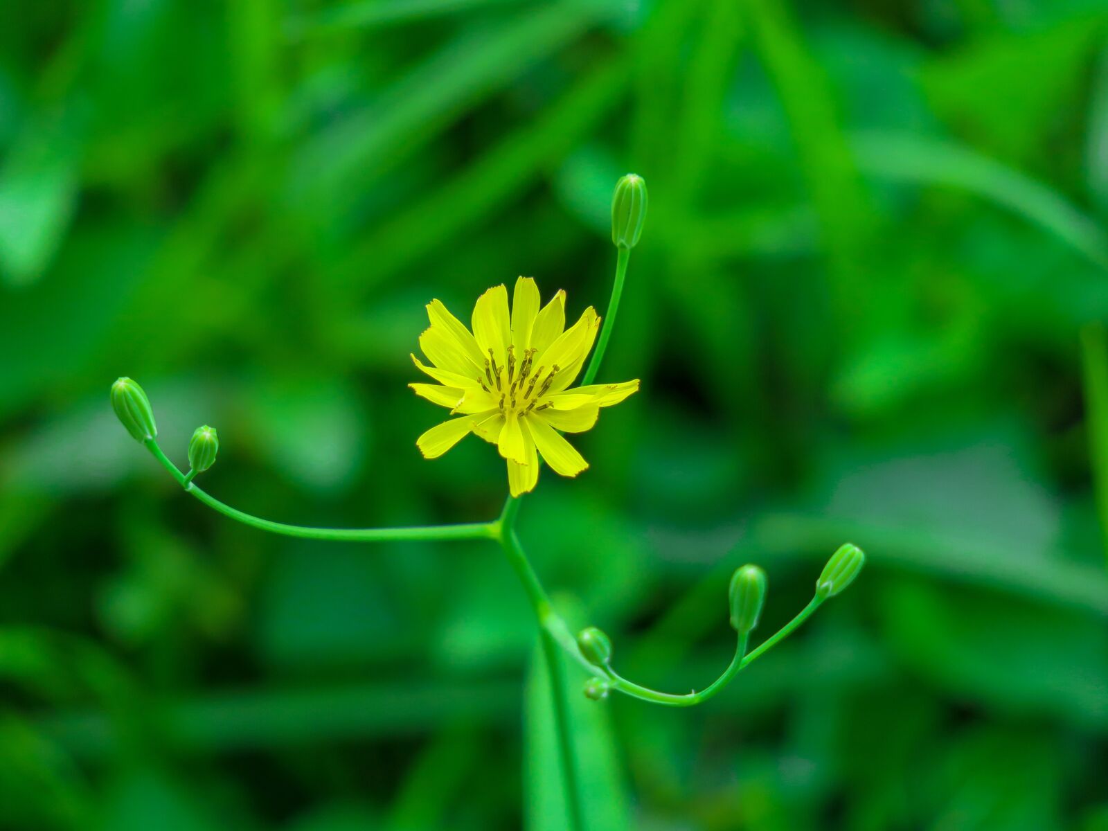 Canon PowerShot G3 X sample photo. Nature, plant, flower photography