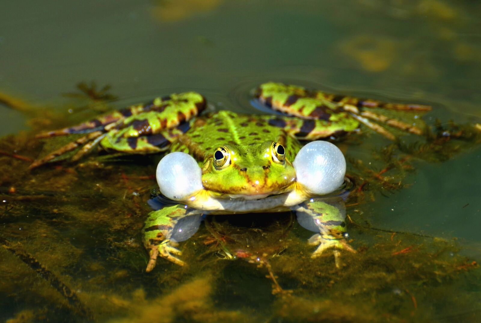 Nikon D5100 sample photo. Frog, lake, water, amphibian photography