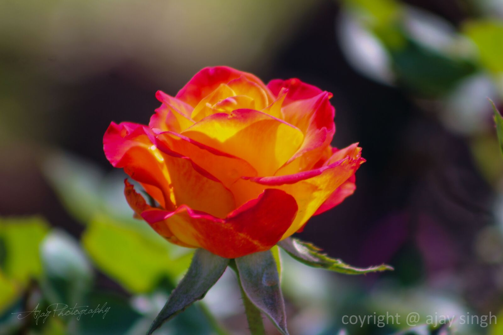 Canon EF75-300mm f/4-5.6 sample photo. Rose, flower, nature photography