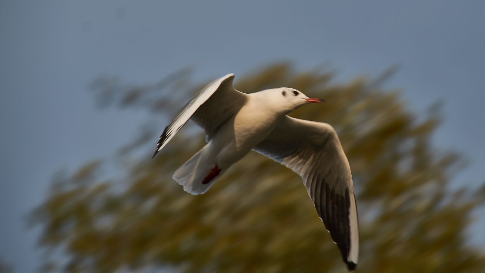 Nikon D3200 sample photo. Seagull, flight, bird photography