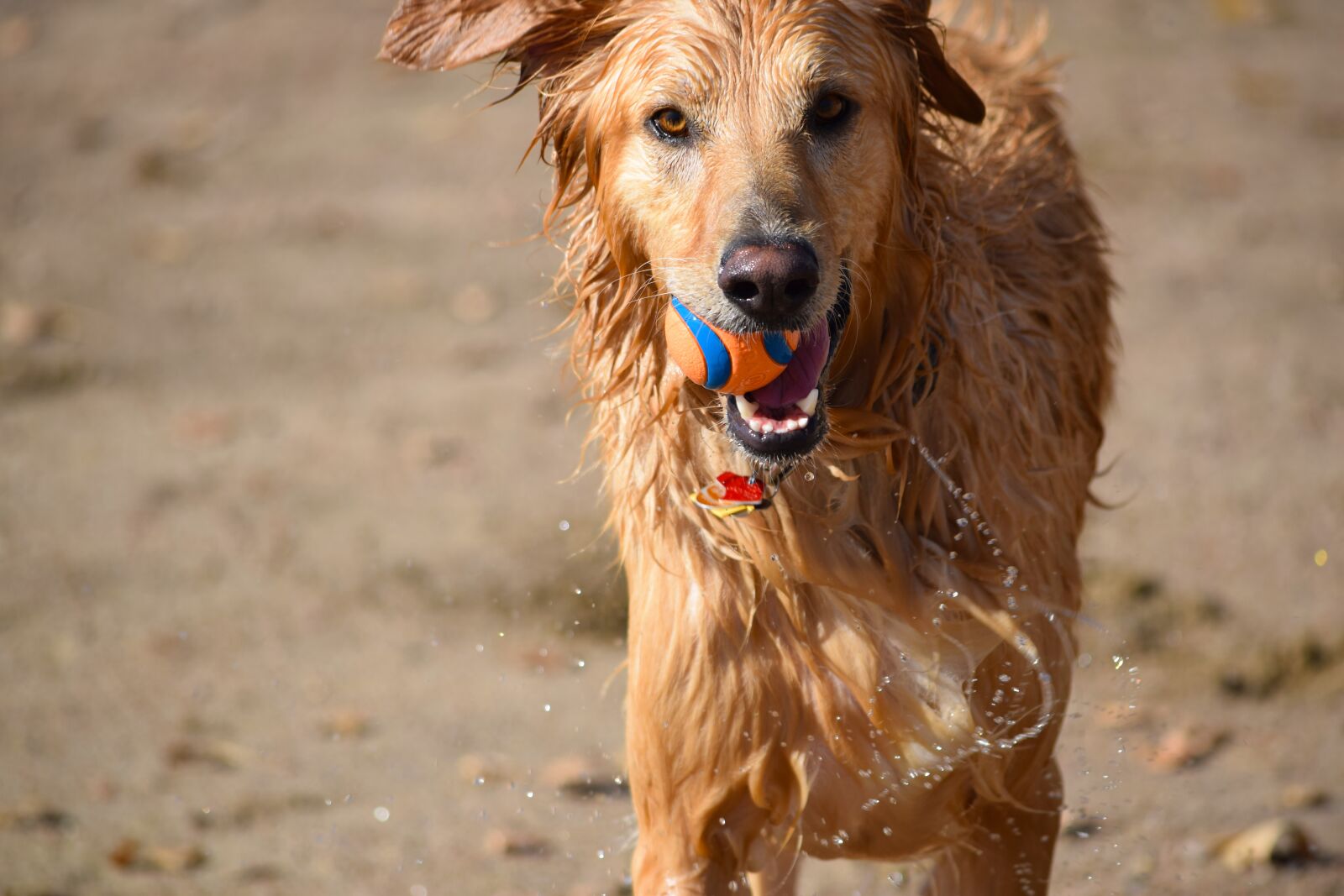 Nikon D5300 sample photo. Dog, ball, swim photography