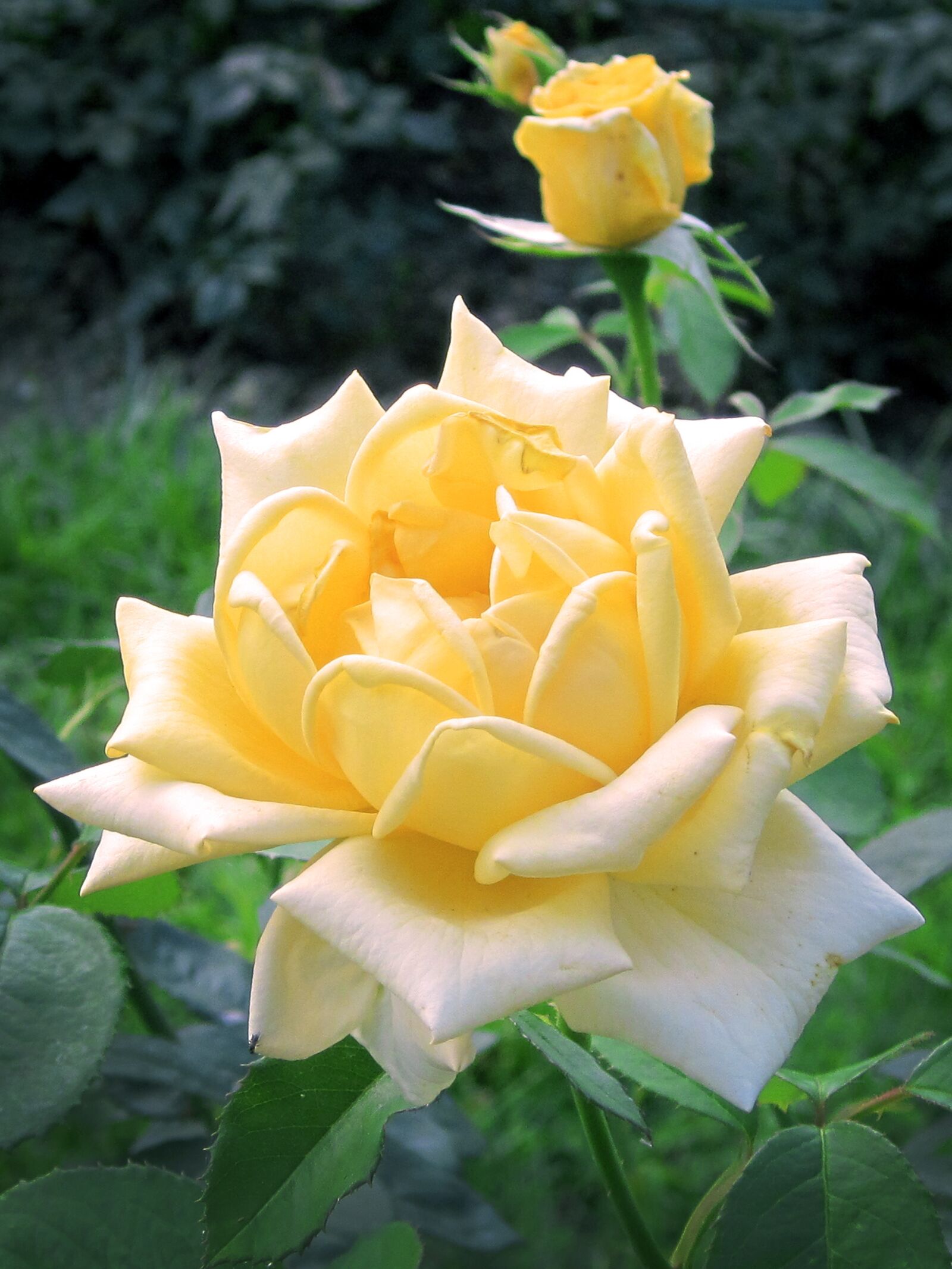 HUAWEI Y6 PRO sample photo. Rose, yellow, garden photography