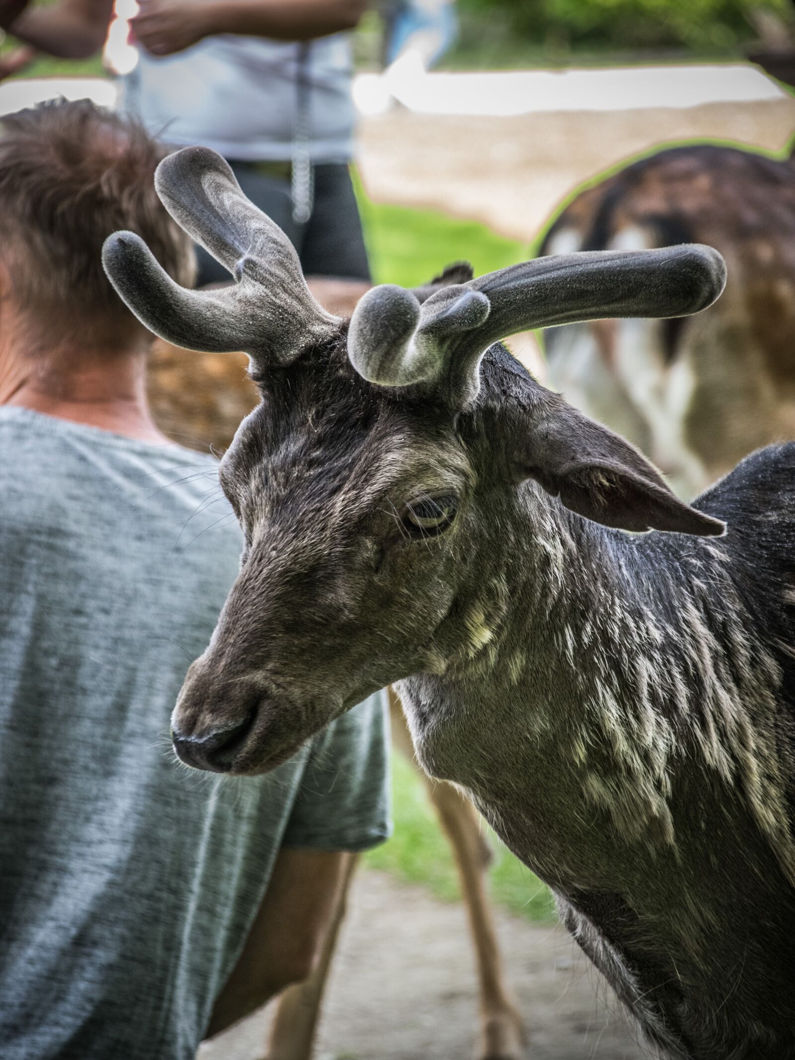 Nikon D5300 sample photo. Fallow deer, animal, mammal photography