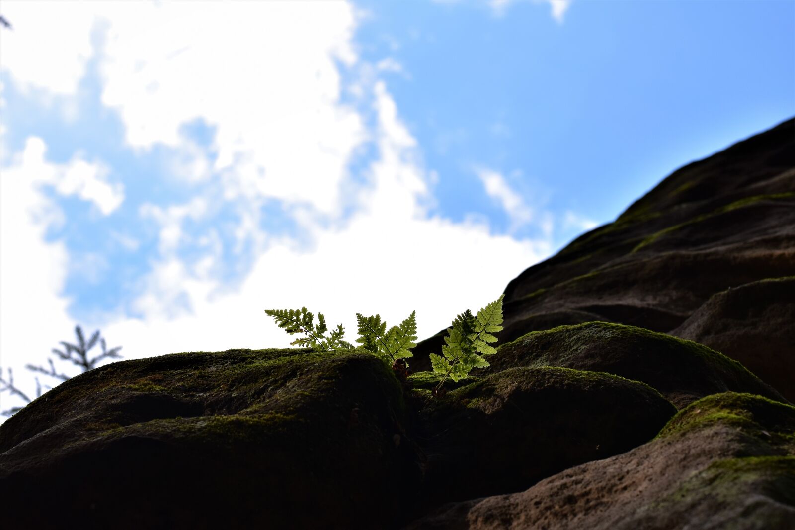 Nikon D5500 sample photo. The prachovsk rocks, bracken photography