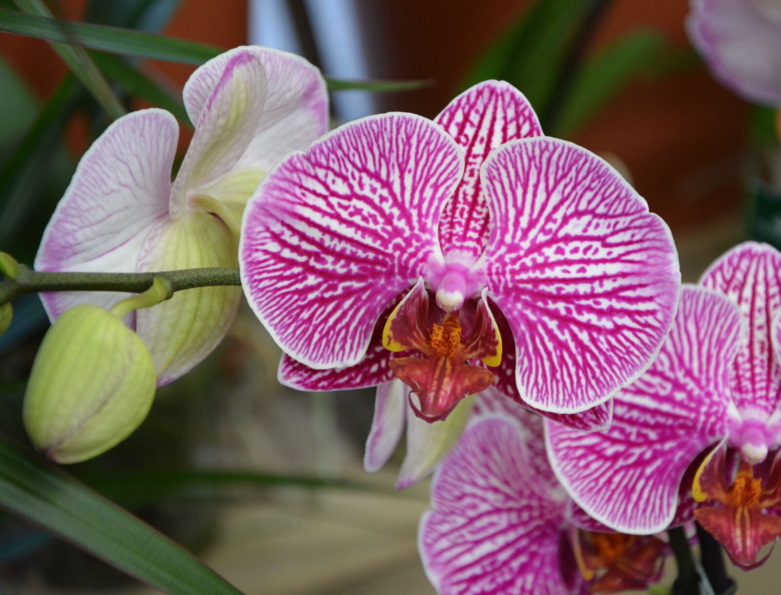 Nikon D5200 sample photo. Flower, pink orchid, exotic photography