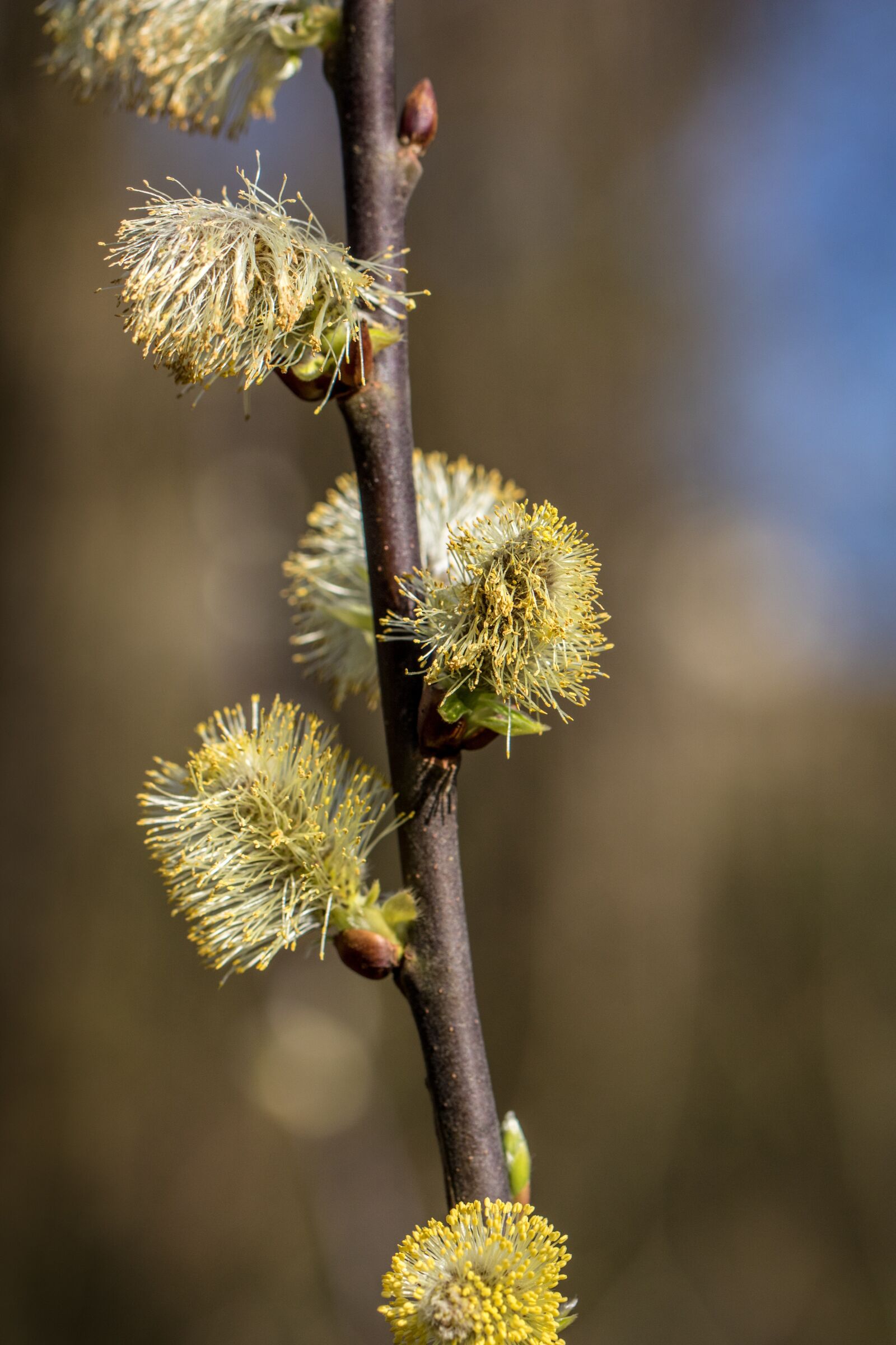 Canon EOS 760D (EOS Rebel T6s / EOS 8000D) + Canon EF 100mm F2.8L Macro IS USM sample photo. Nature, flower photography