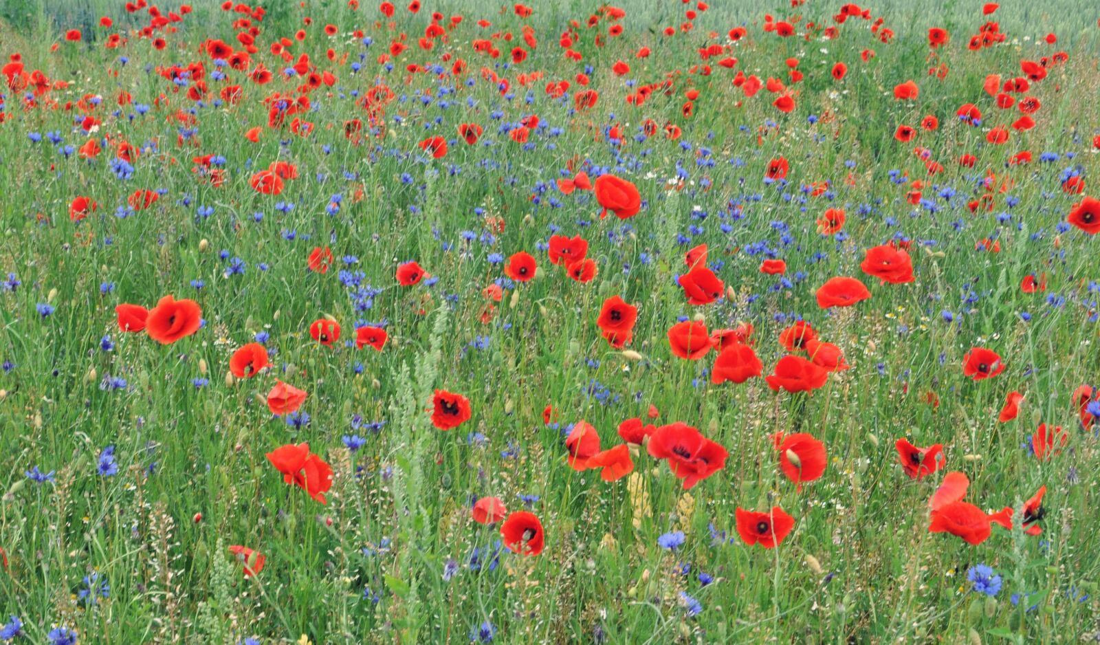 Nikon D5000 sample photo. Klatschmohn, cornflower, field photography