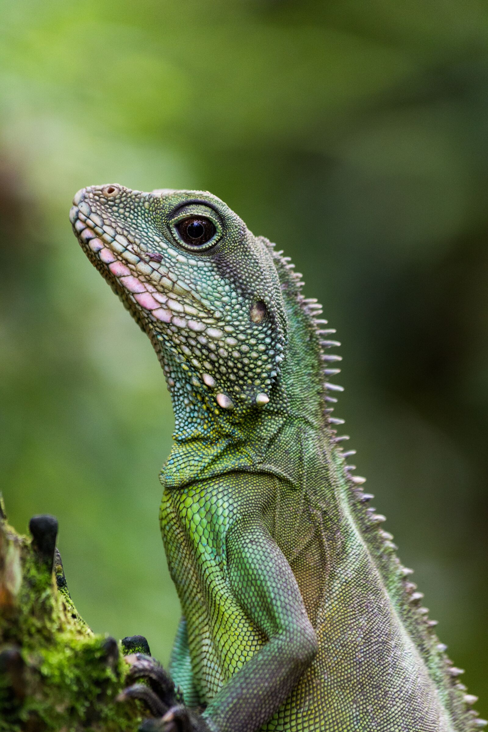 Canon EOS 6D + Canon EF 70-300mm F4-5.6 IS USM sample photo. Lizard, close up, green photography