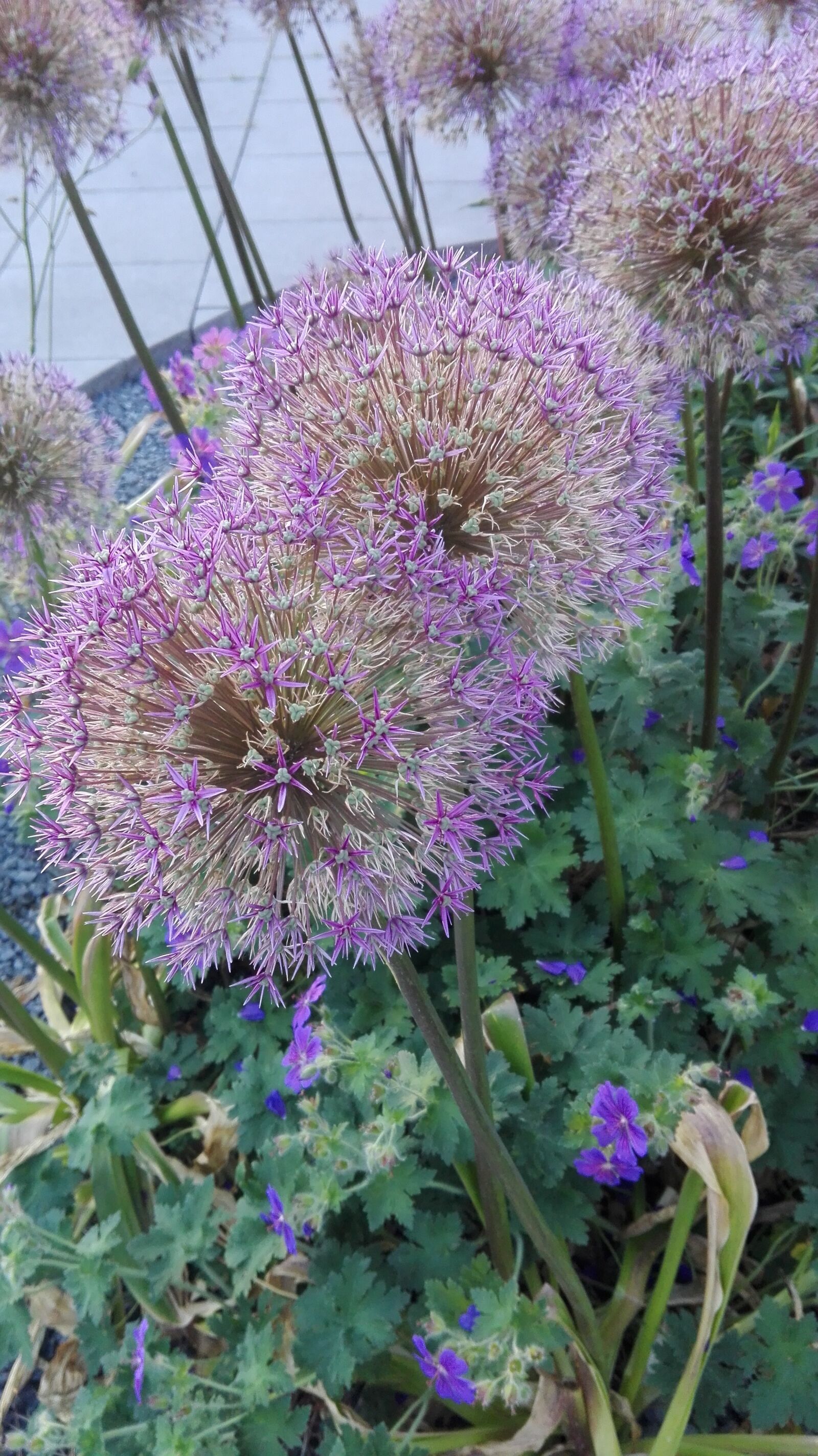 HUAWEI P8 Lite sample photo. Decorative garlic, flower, a photography