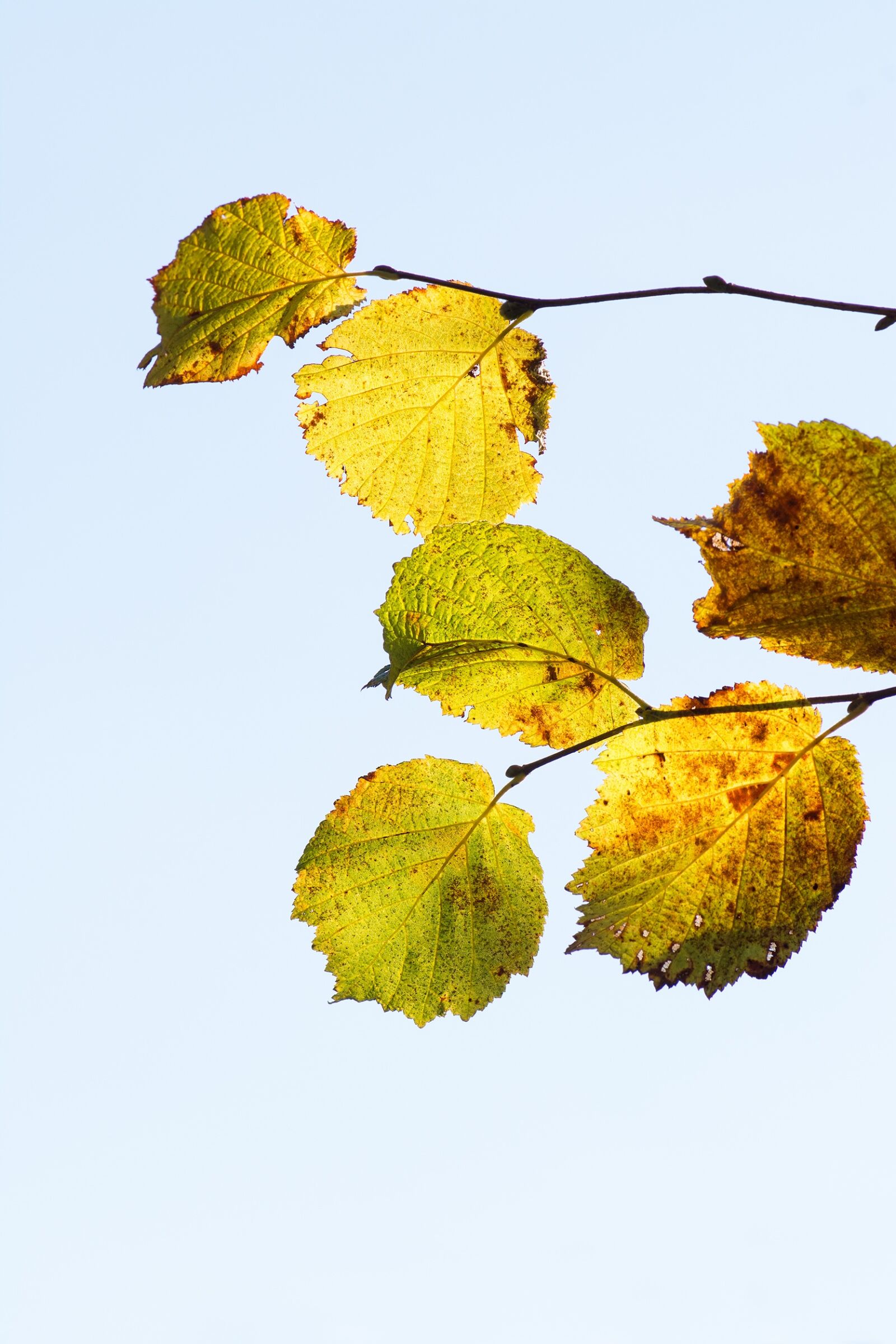 Nikon D7100 sample photo. Hazel leaves, hazel branch photography