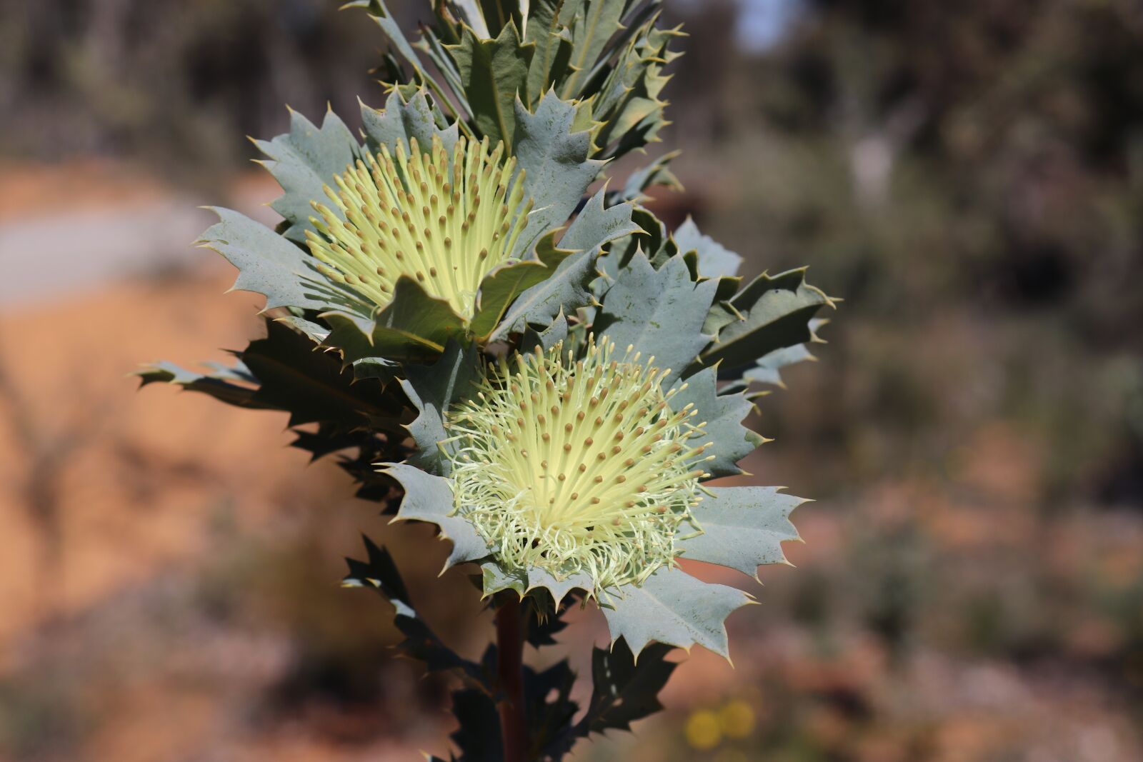 Canon EOS 800D (EOS Rebel T7i / EOS Kiss X9i) sample photo. Wild flowers, western australia photography