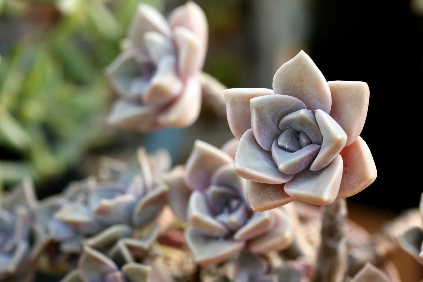 Canon EOS 5D sample photo. A fleshy plant, fleshy photography