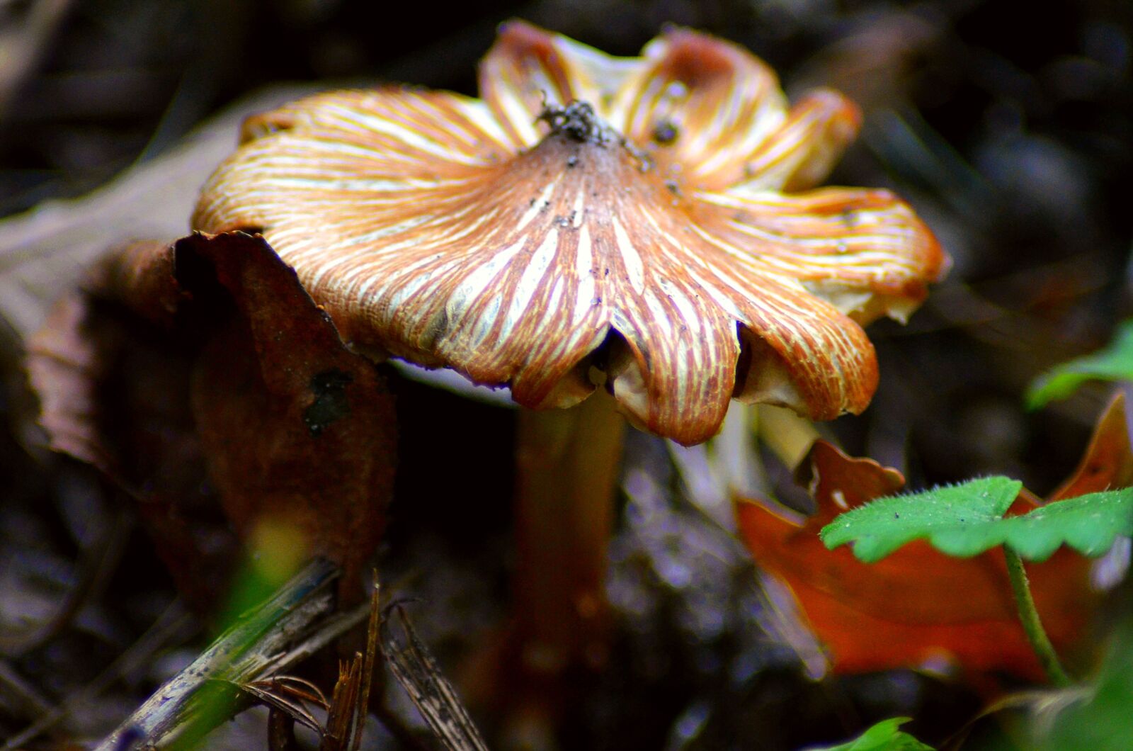 Nikon D5100 sample photo. Mushroom, forest mushroom, nature photography