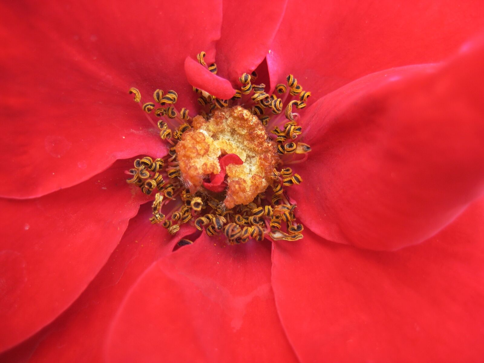 Canon DIGITAL IXUS 70 sample photo. Bloom, flower, red photography
