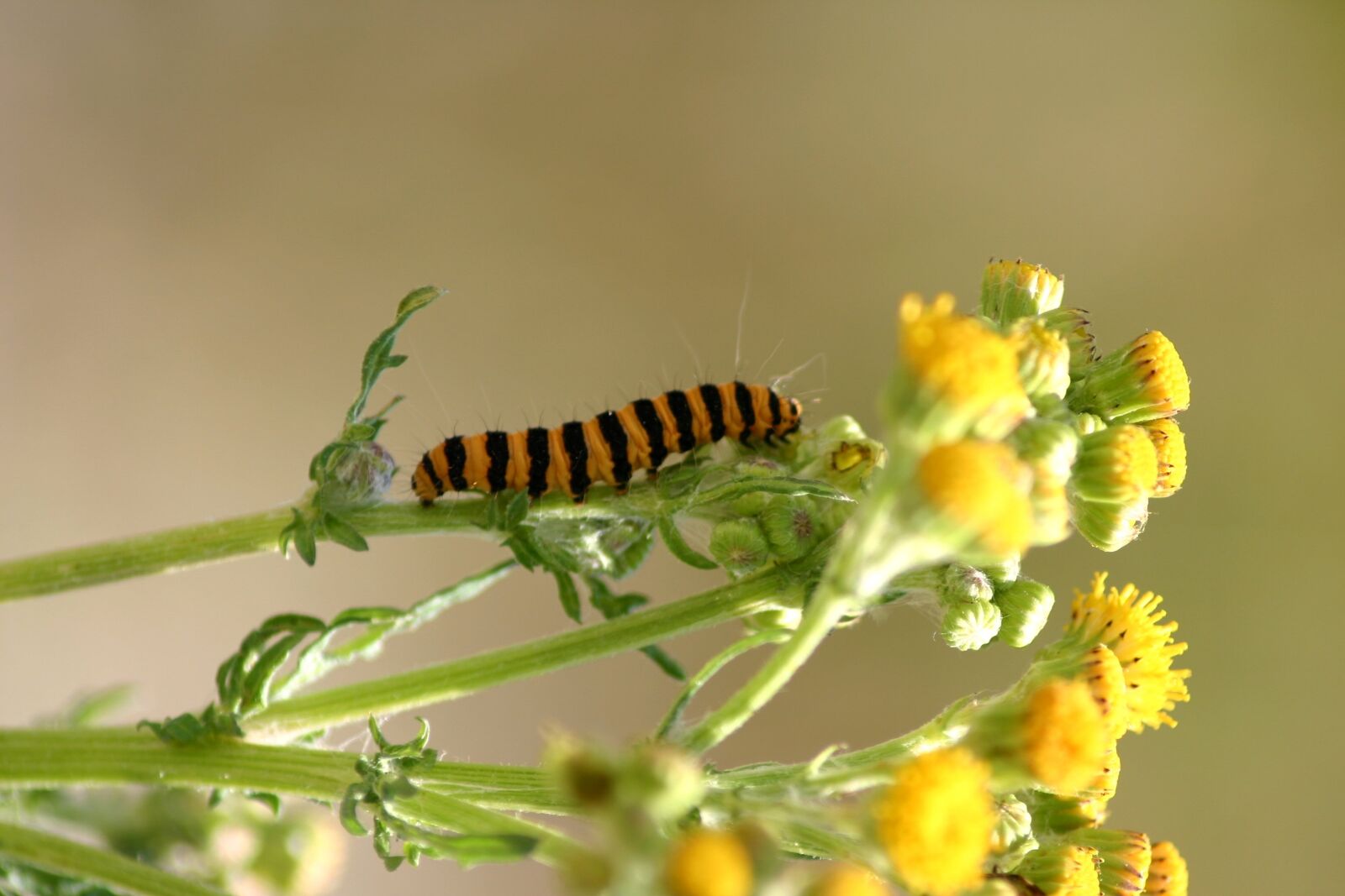 Canon EOS 300D (EOS Digital Rebel / EOS Kiss Digital) sample photo. Caterpillar, jo boonstra, groningen photography