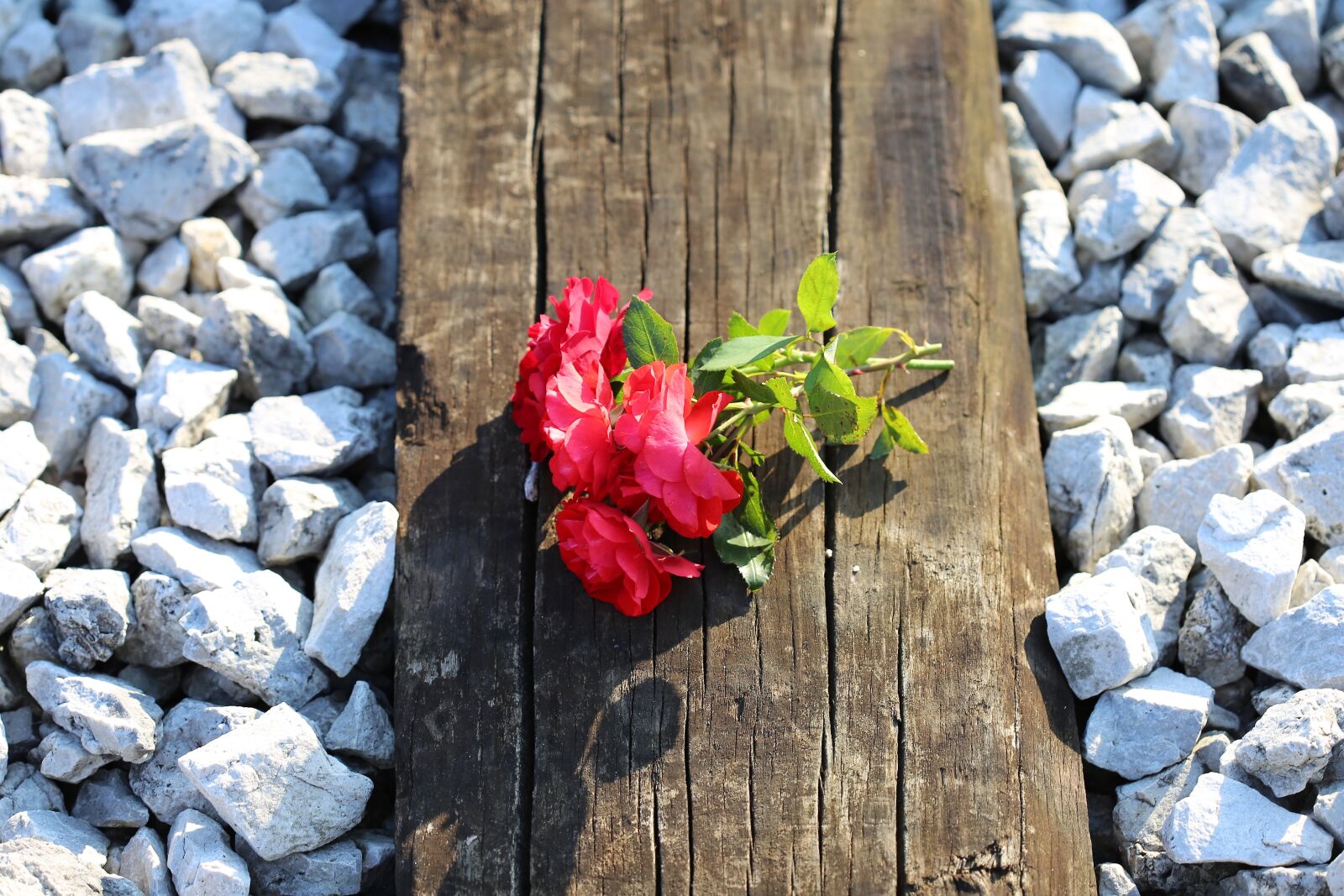 Canon EOS 6D + Canon EF 100mm F2.8 Macro USM sample photo. Red roses on railway photography