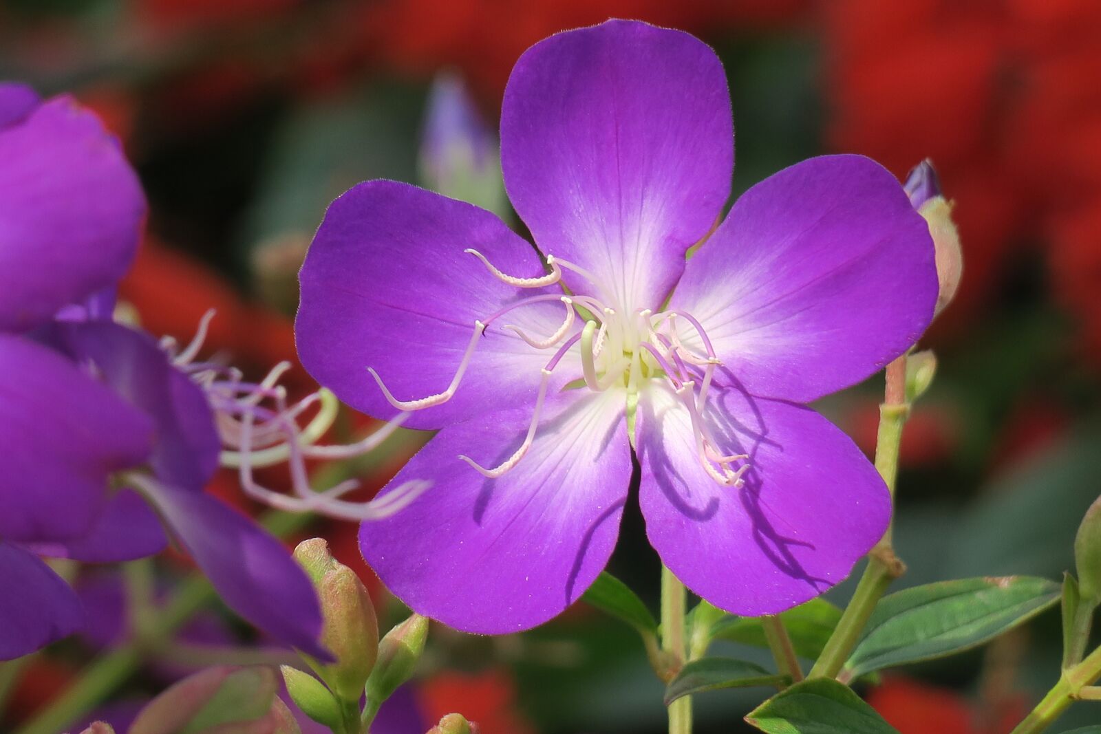 Canon PowerShot G3 X sample photo. Nature, plant, flower photography
