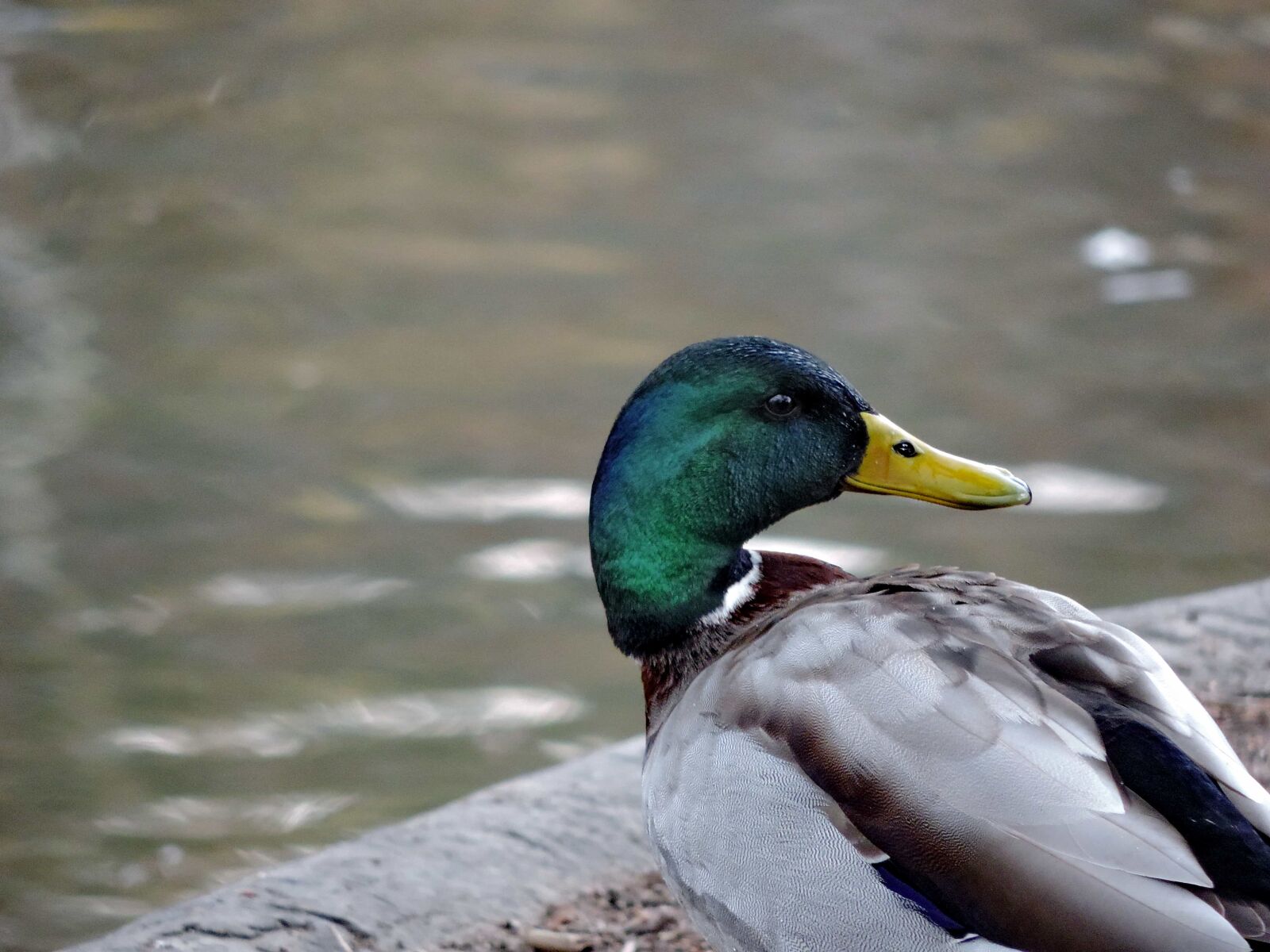 Nikon Coolpix P520 sample photo. Ornithology, plumage, bird, feather photography