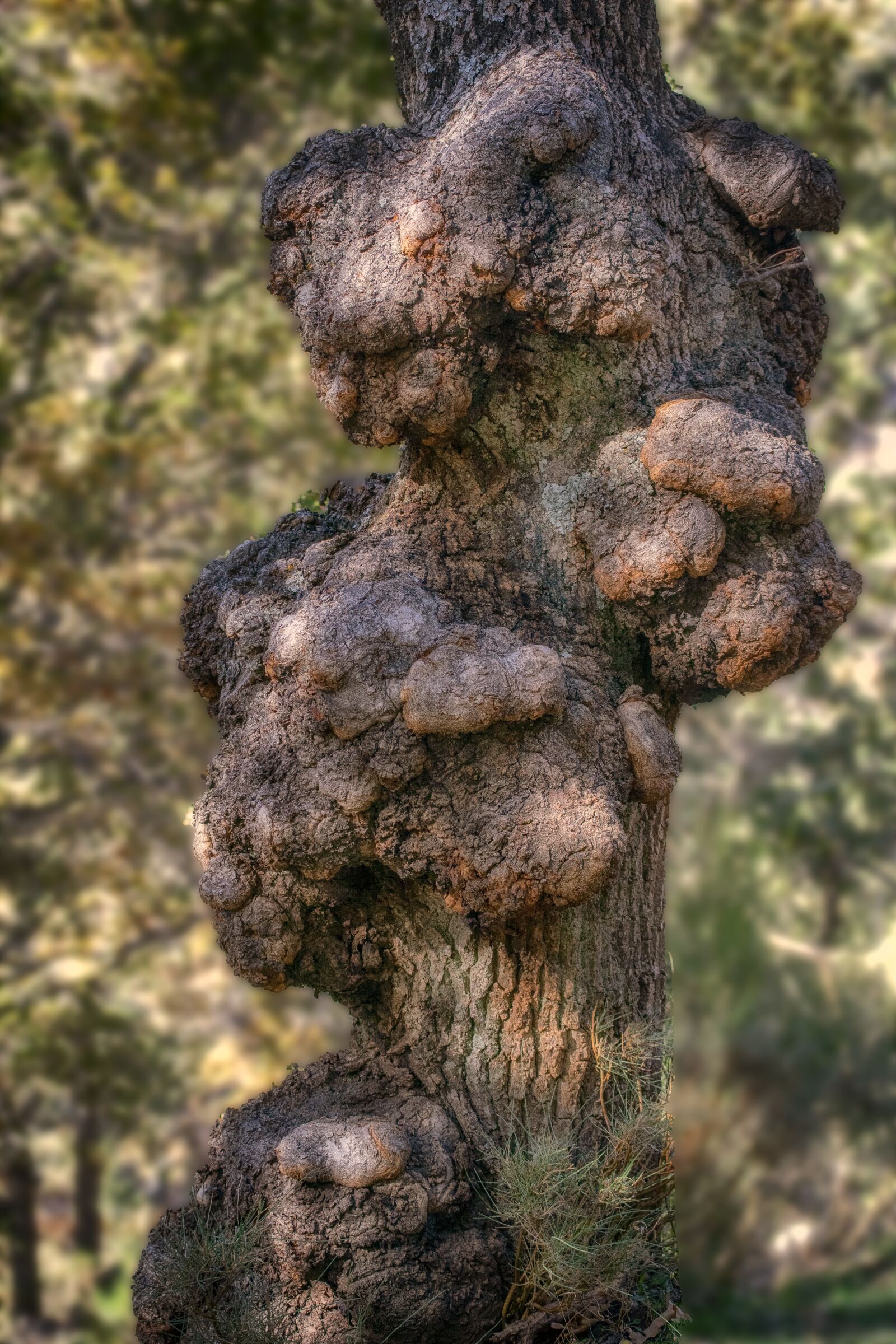 Nikon D3300 sample photo. Trunk, tree, nature photography