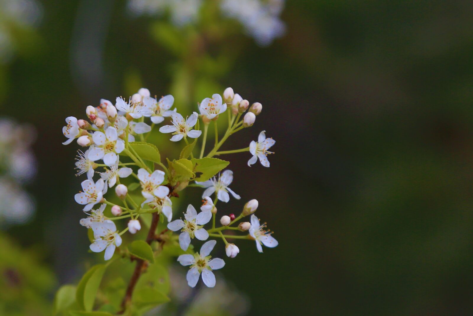 Canon EOS 5D Mark III sample photo. Flower, nature, spring photography