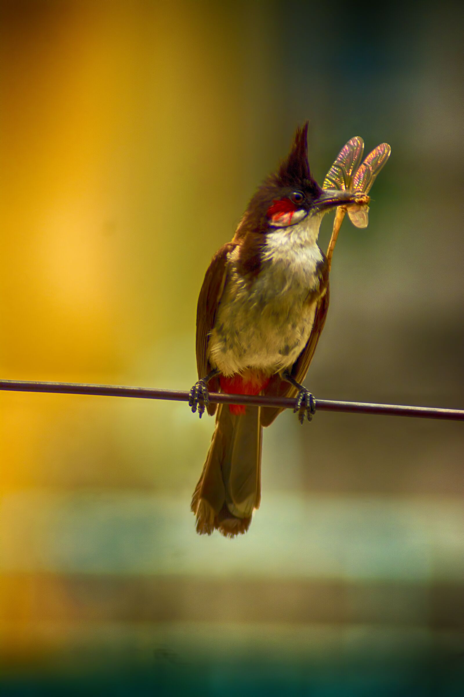Nikon D5200 sample photo. Wildlife, birds, nature photography
