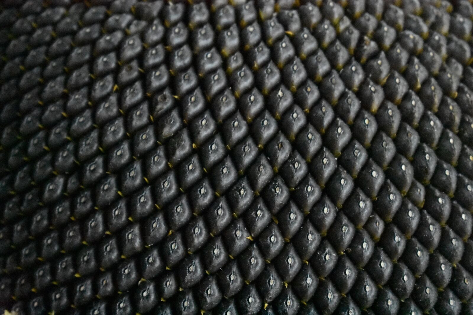 Nikon D3400 sample photo. Background, texture, sunflower photography