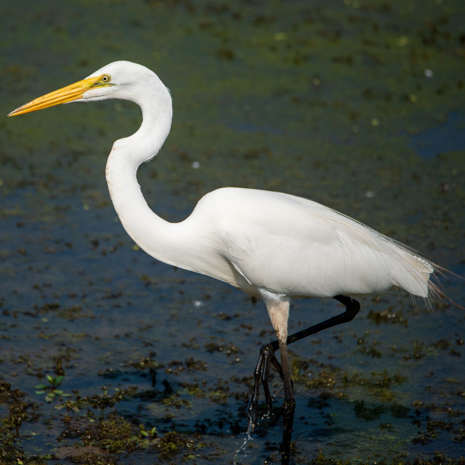 Nikon D750 sample photo. Great egret, egret, common photography