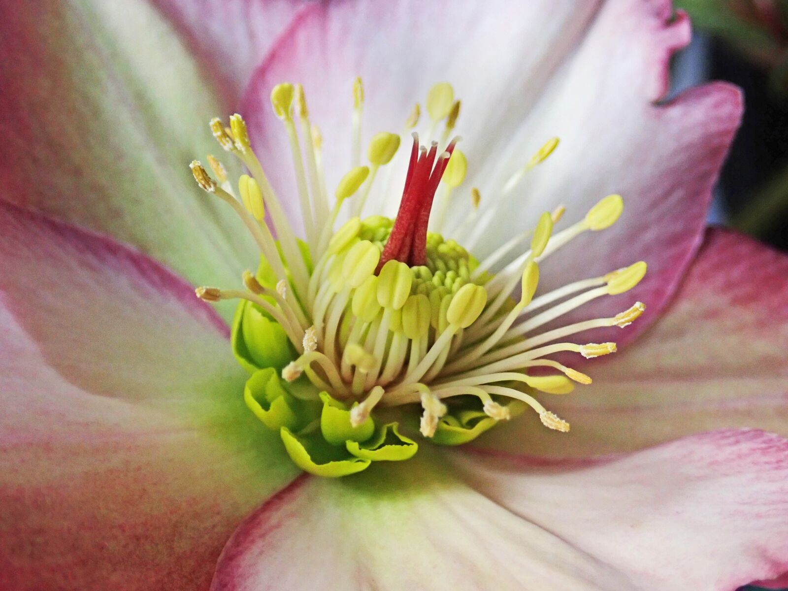 Olympus TG-5 sample photo. Flower, pink, helebore photography