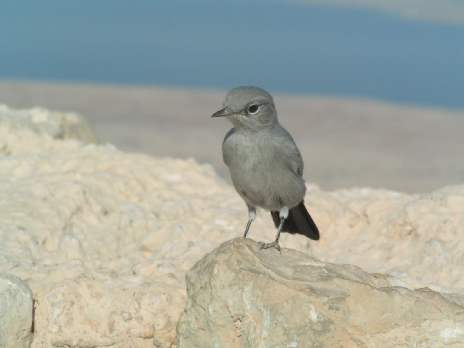 KONICA MINOLTA DiMAGE Z1 sample photo. Nature, bird, outdoors photography