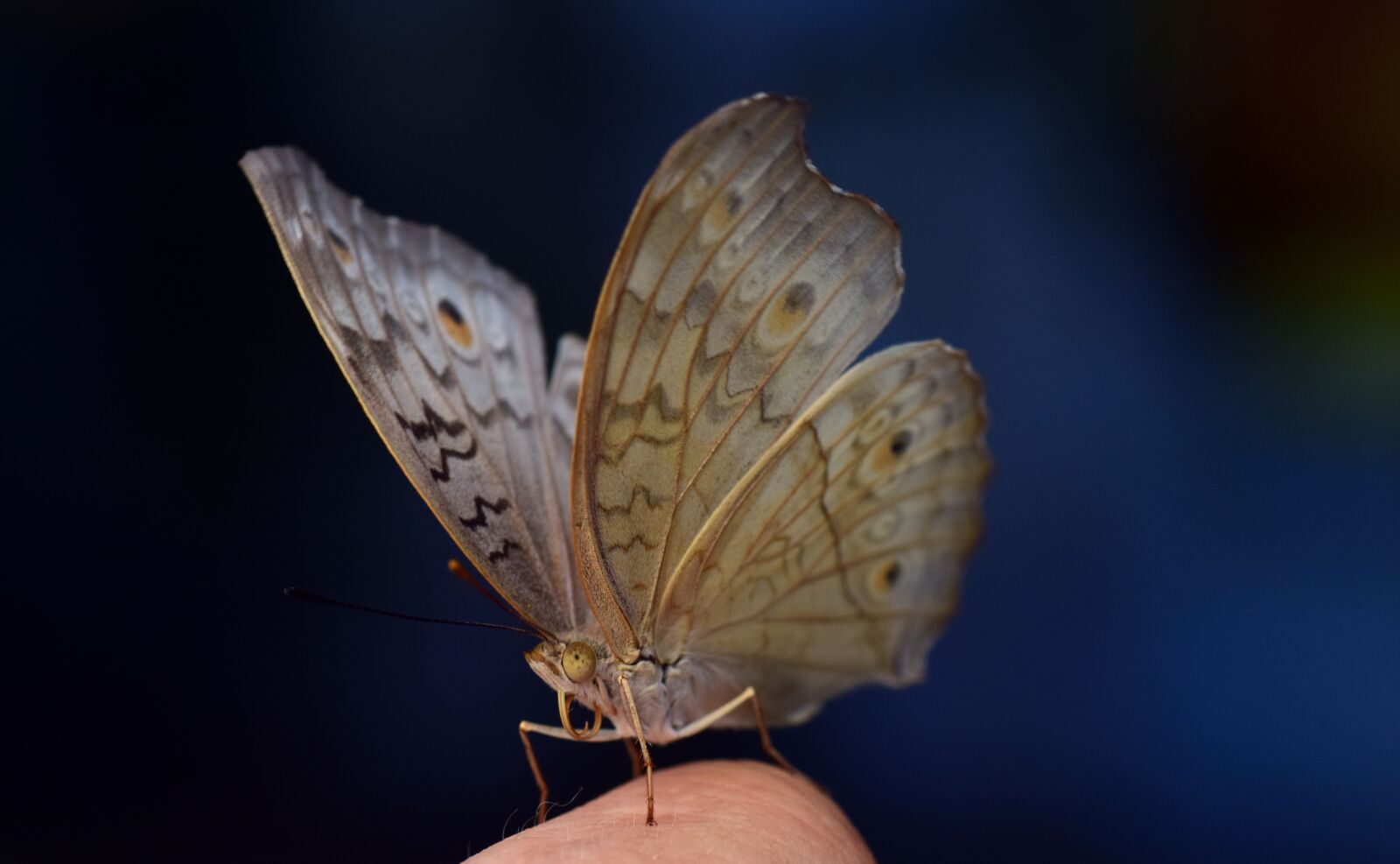 Nikon D3300 sample photo. Argus, common blue, butterfly photography