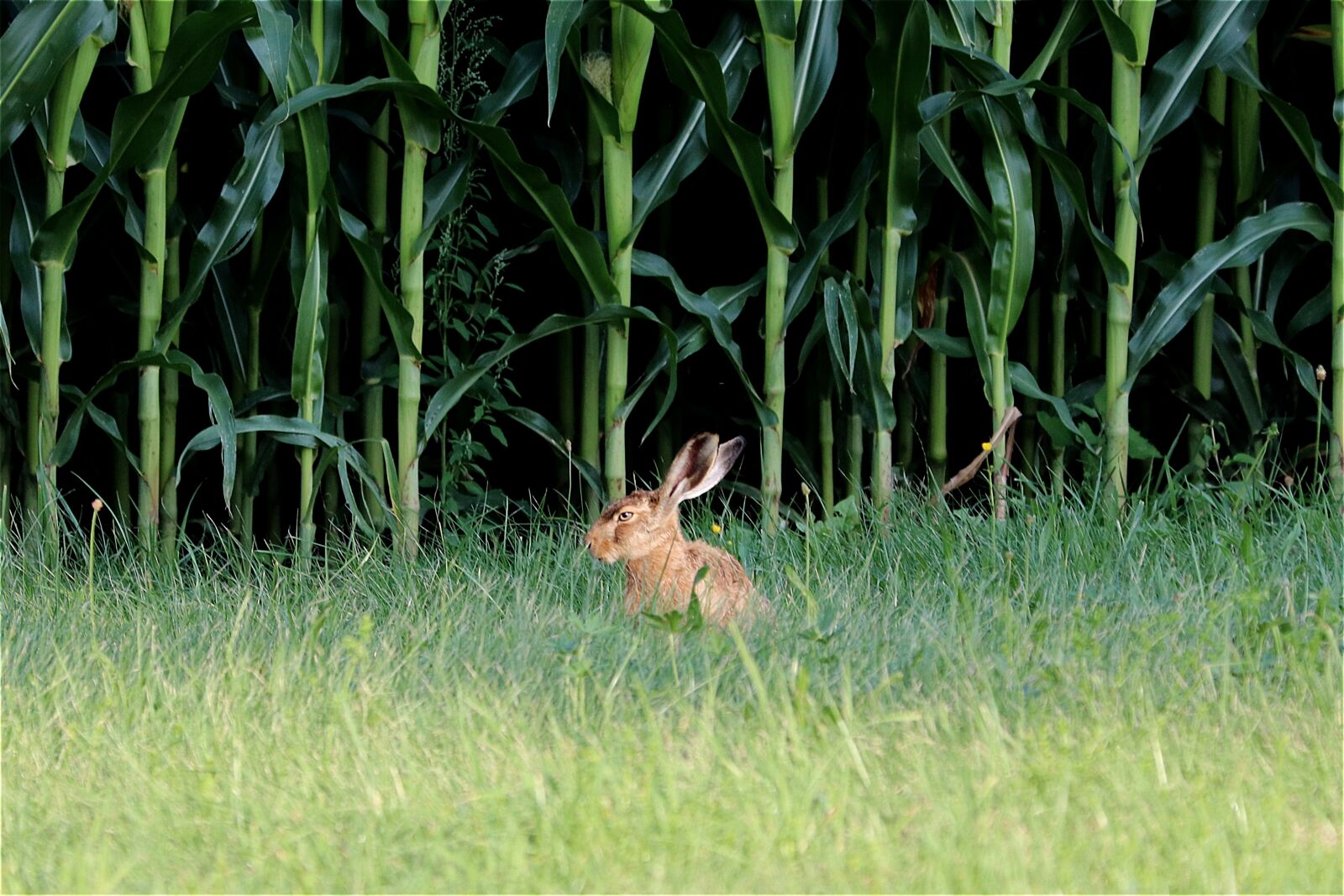 Canon EF 70-300 F4-5.6 IS II USM sample photo. Rabbit ears, hare, long photography