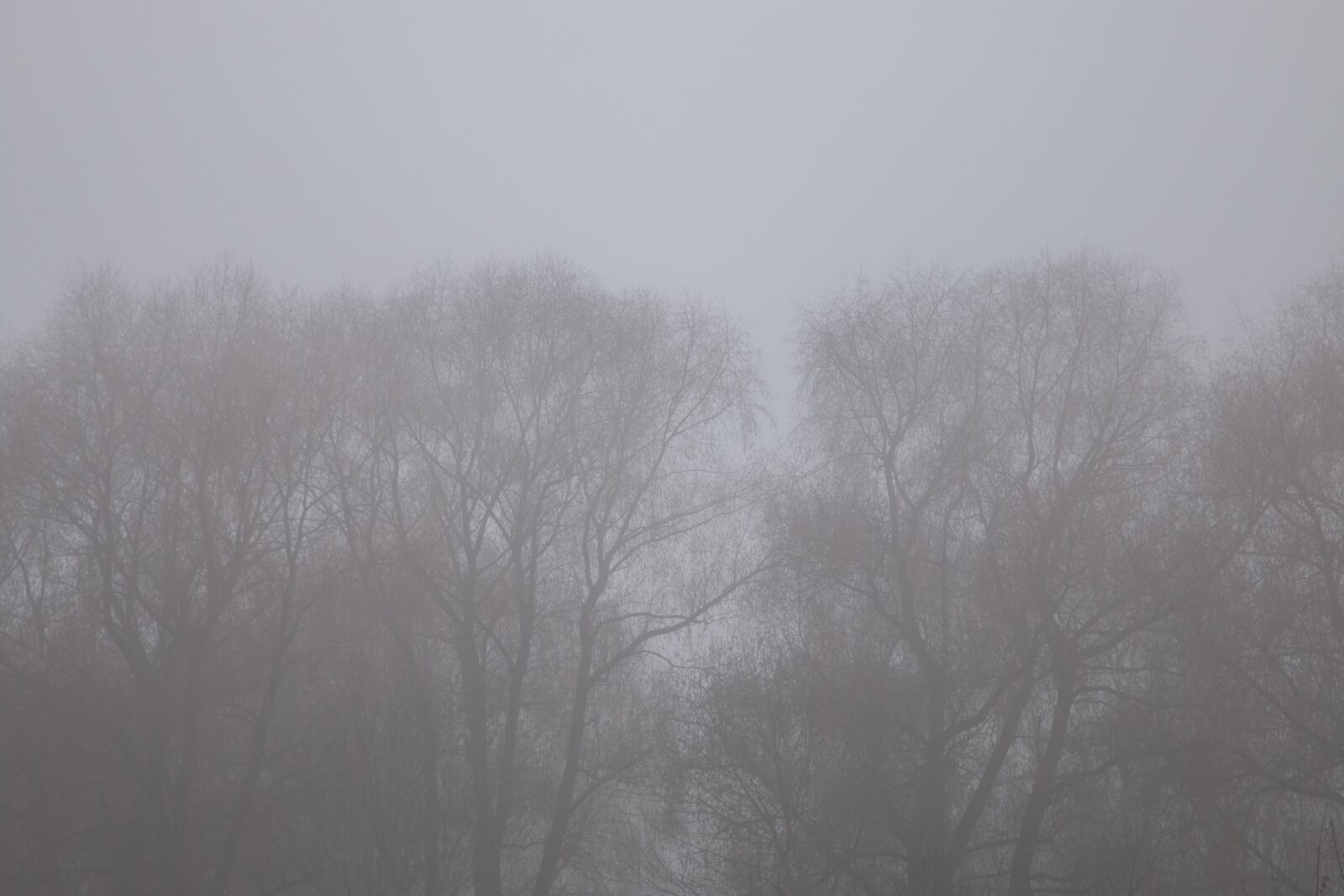Canon EOS 70D + Canon EF 24-105mm F4L IS USM sample photo. Fog, mist, morning photography