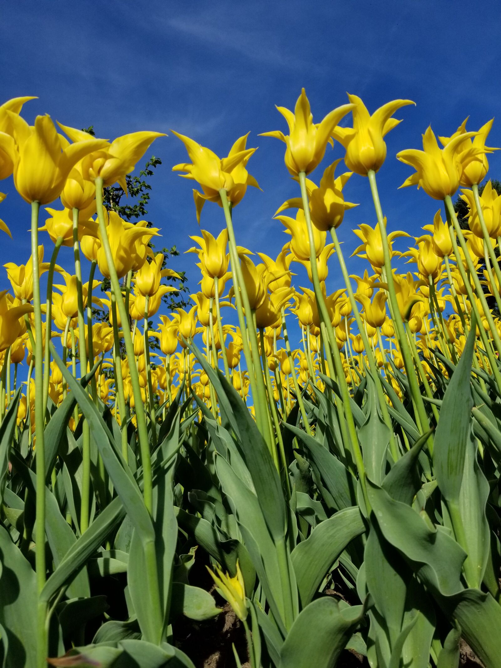 Samsung Galaxy S8 sample photo. Tulip, tulips, yellow photography