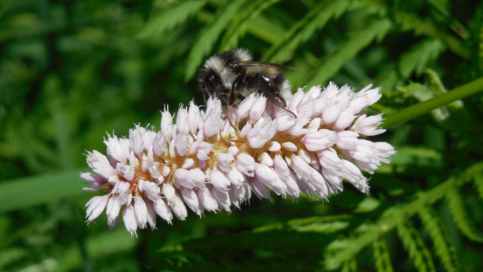 Nikon Coolpix L610 sample photo. Bee, bumblebee, flower, green photography