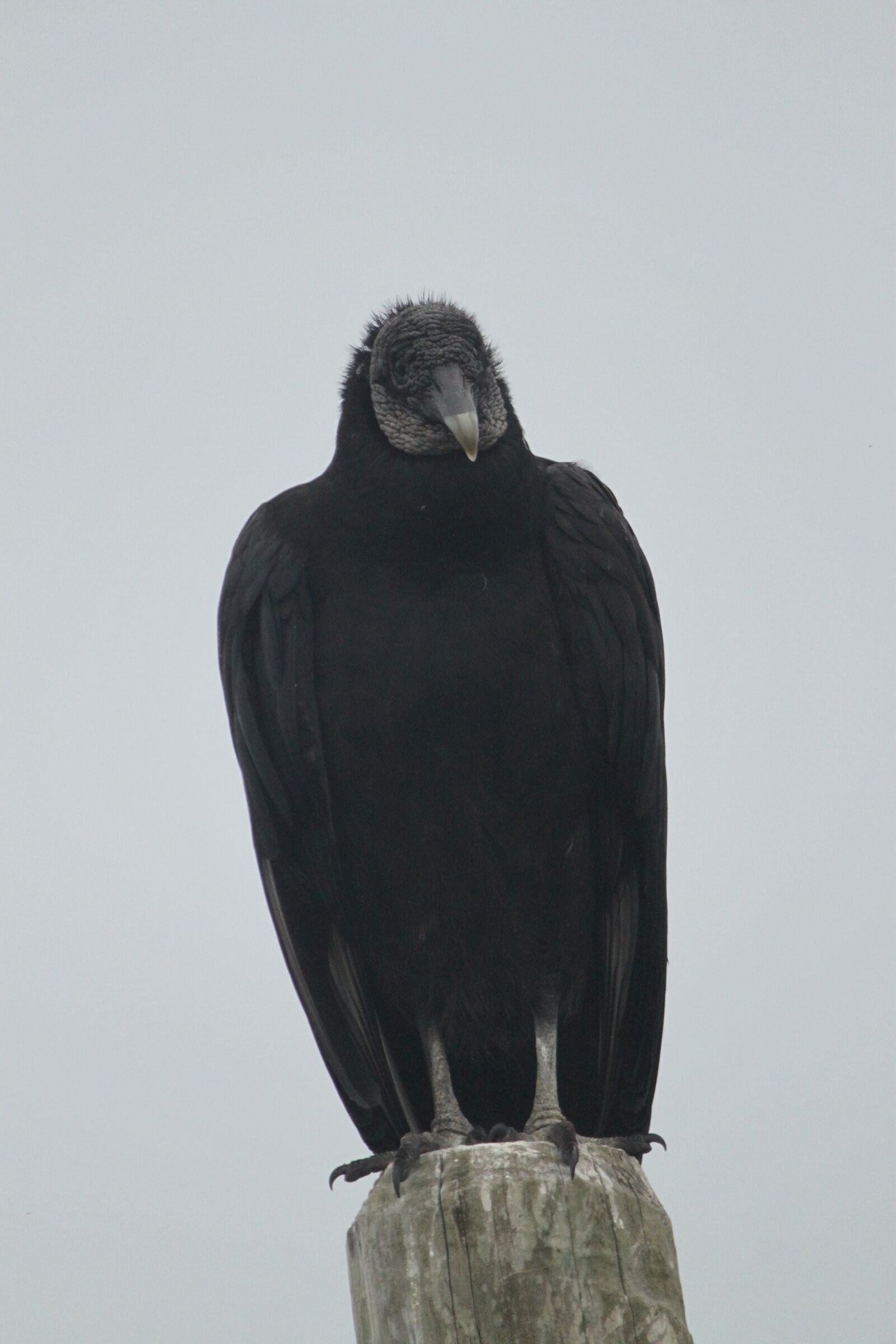 Canon EF-S 55-250mm F4-5.6 IS sample photo. Animal, bird, black, grey photography