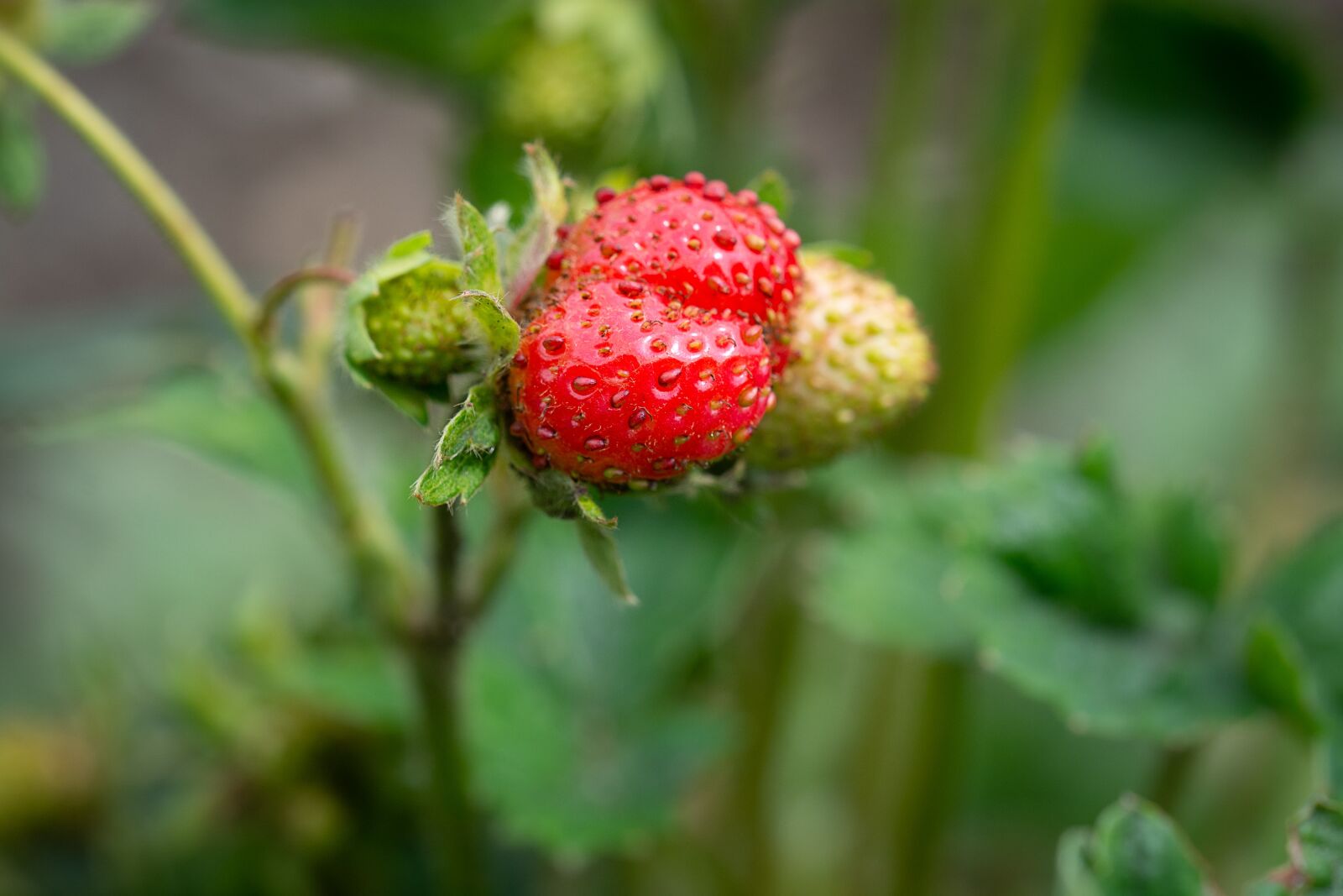 Nikon D7100 sample photo. Strawberry, garden, in the photography