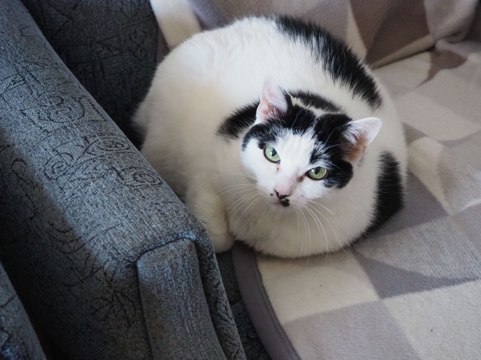 Olympus OM-D E-M10 III sample photo. Cat, view, animal photography