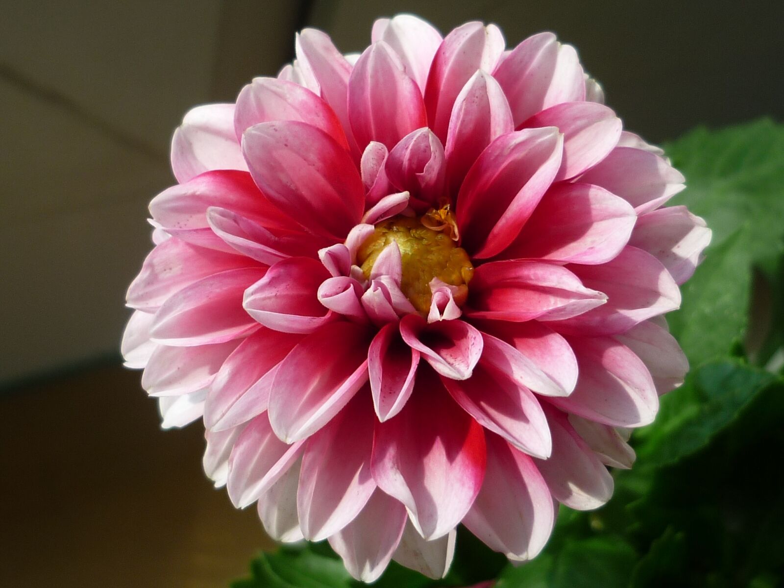 Panasonic Lumix DMC-FS6 sample photo. Dahlia, flowers, flower photography