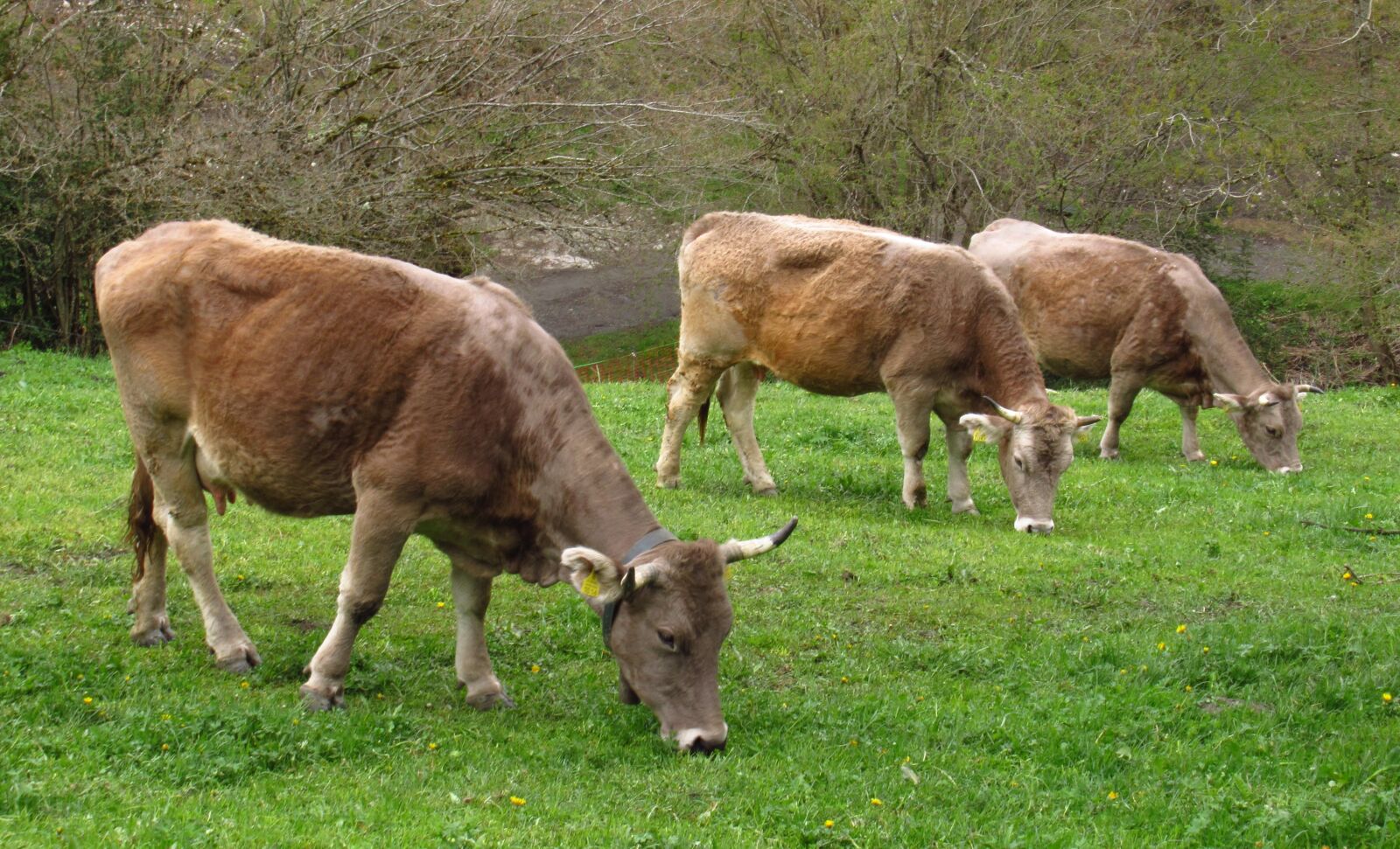 Canon PowerShot SX620 HS sample photo. Cows, grass, andorra photography