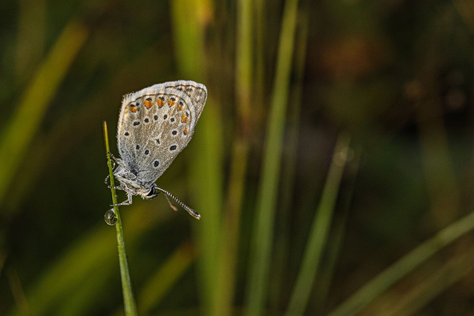 Canon EOS 6D Mark II + Canon EF 100mm F2.8L Macro IS USM sample photo. Common blue, nature, butterfly photography