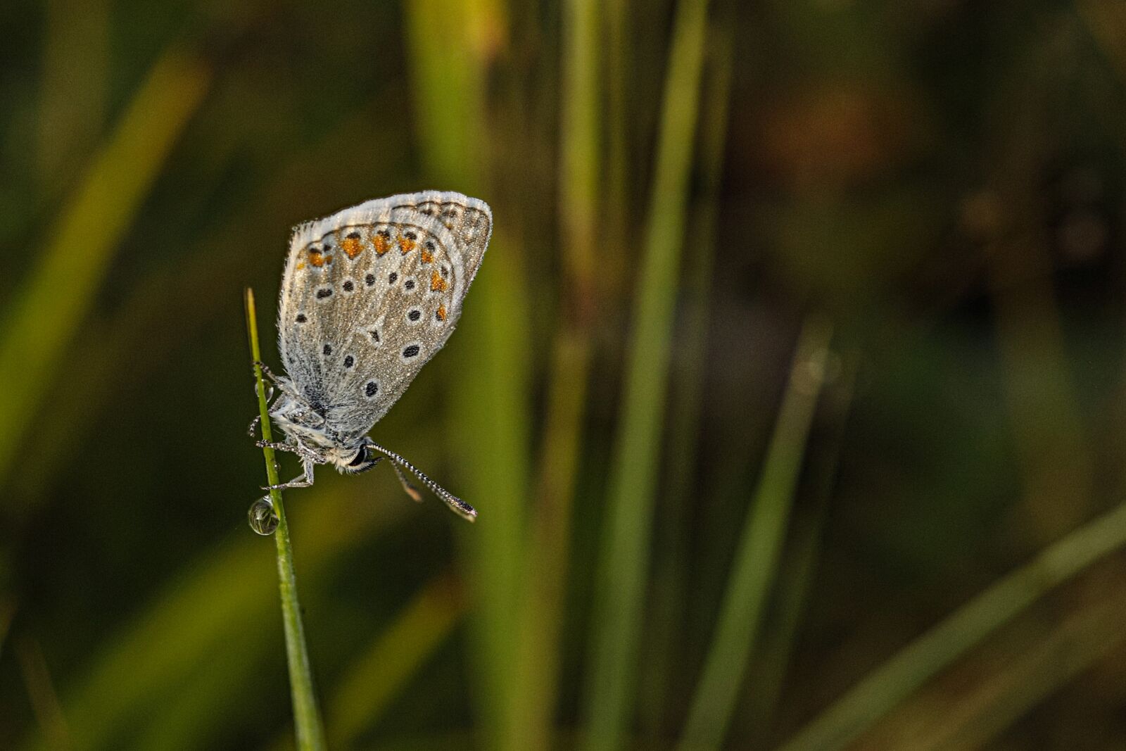 Canon EF 100mm F2.8L Macro IS USM sample photo. Common blue, nature, butterfly photography