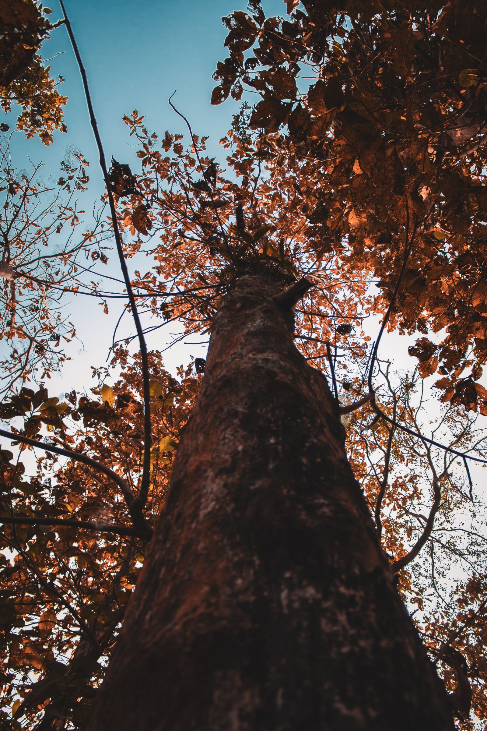 Canon EOS 200D (EOS Rebel SL2 / EOS Kiss X9) sample photo. Tree, forest, nature photography