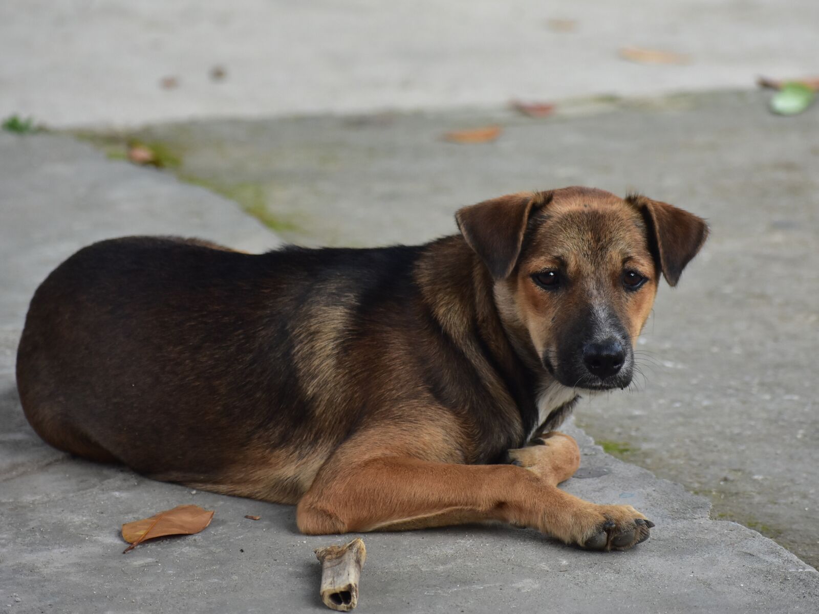 Nikon D3400 sample photo. Dog, pet, cute photography
