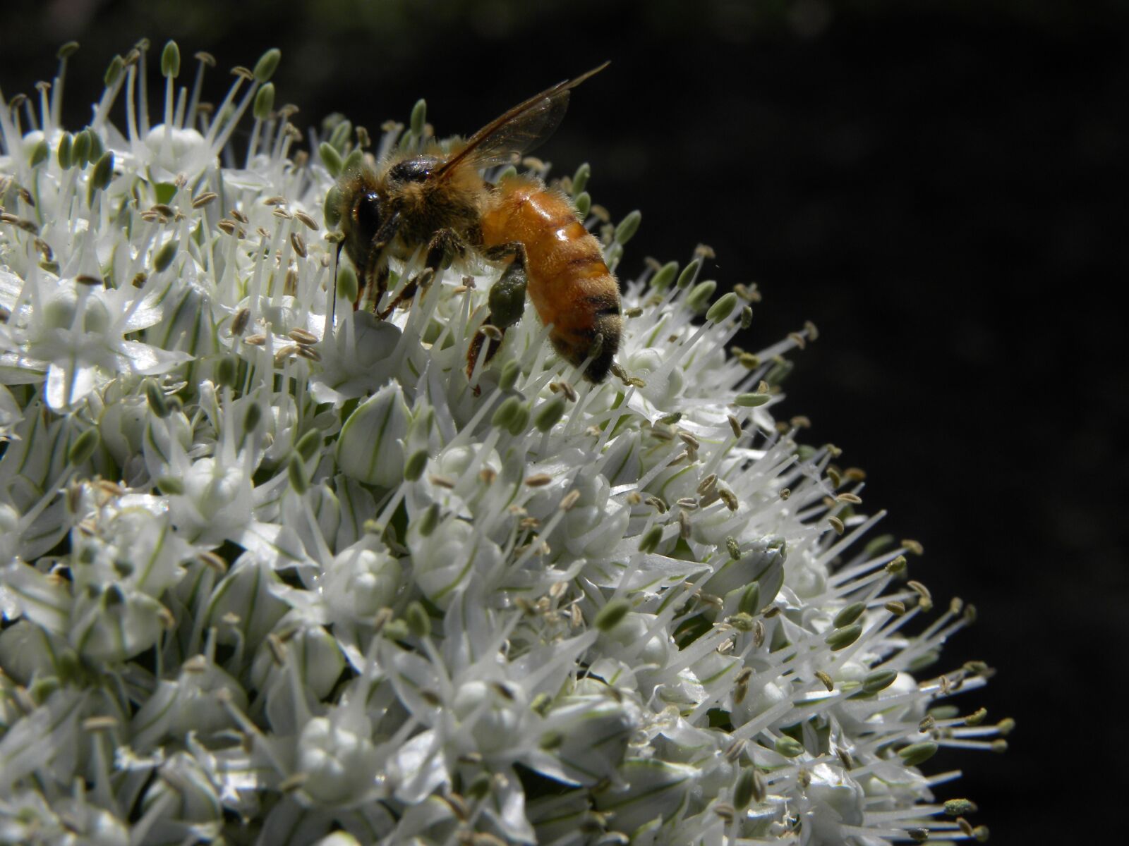 Nikon Coolpix P90 sample photo. Bee, flower, allium photography