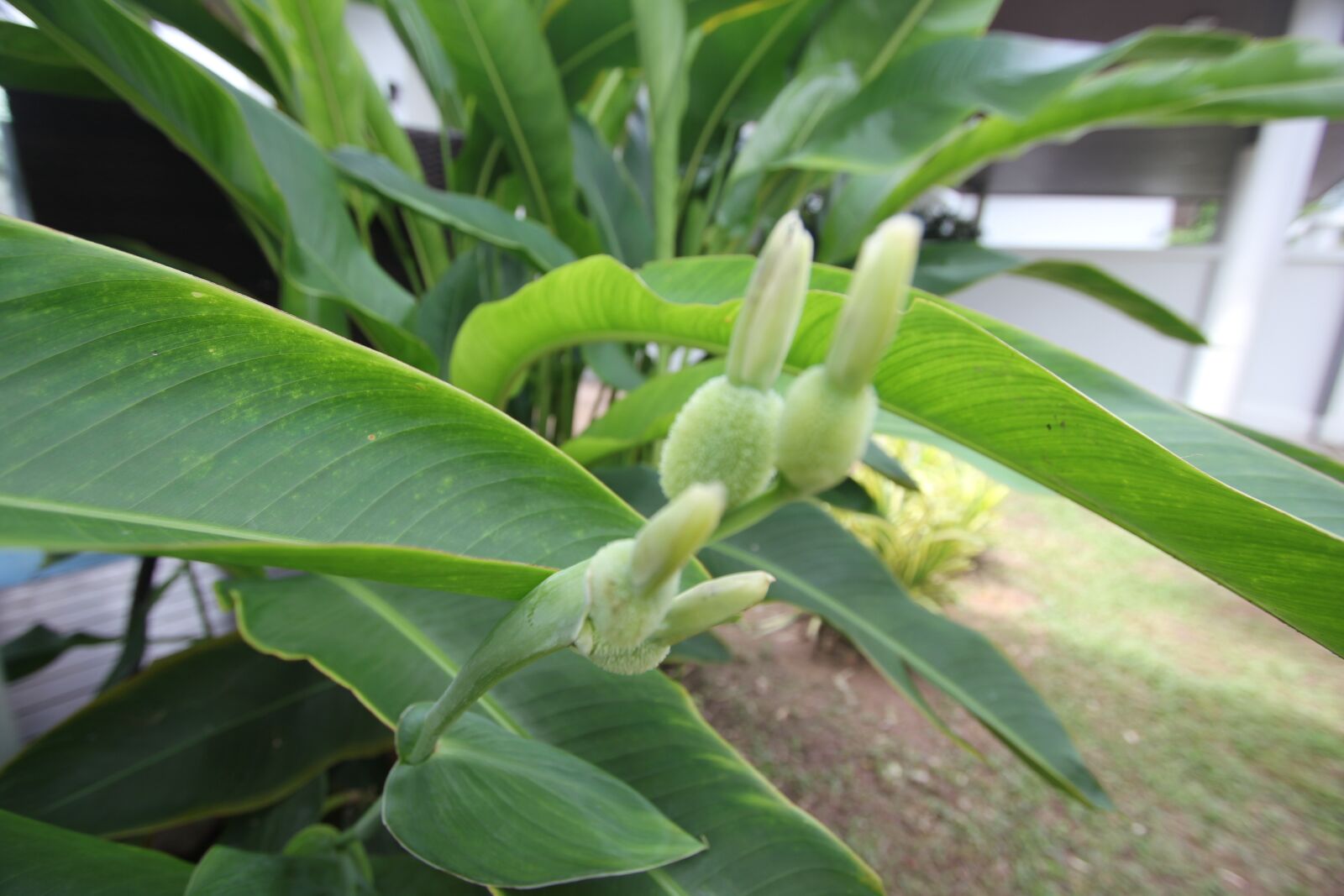 Canon EOS 550D (EOS Rebel T2i / EOS Kiss X4) sample photo. Flower, phuket, thailand photography